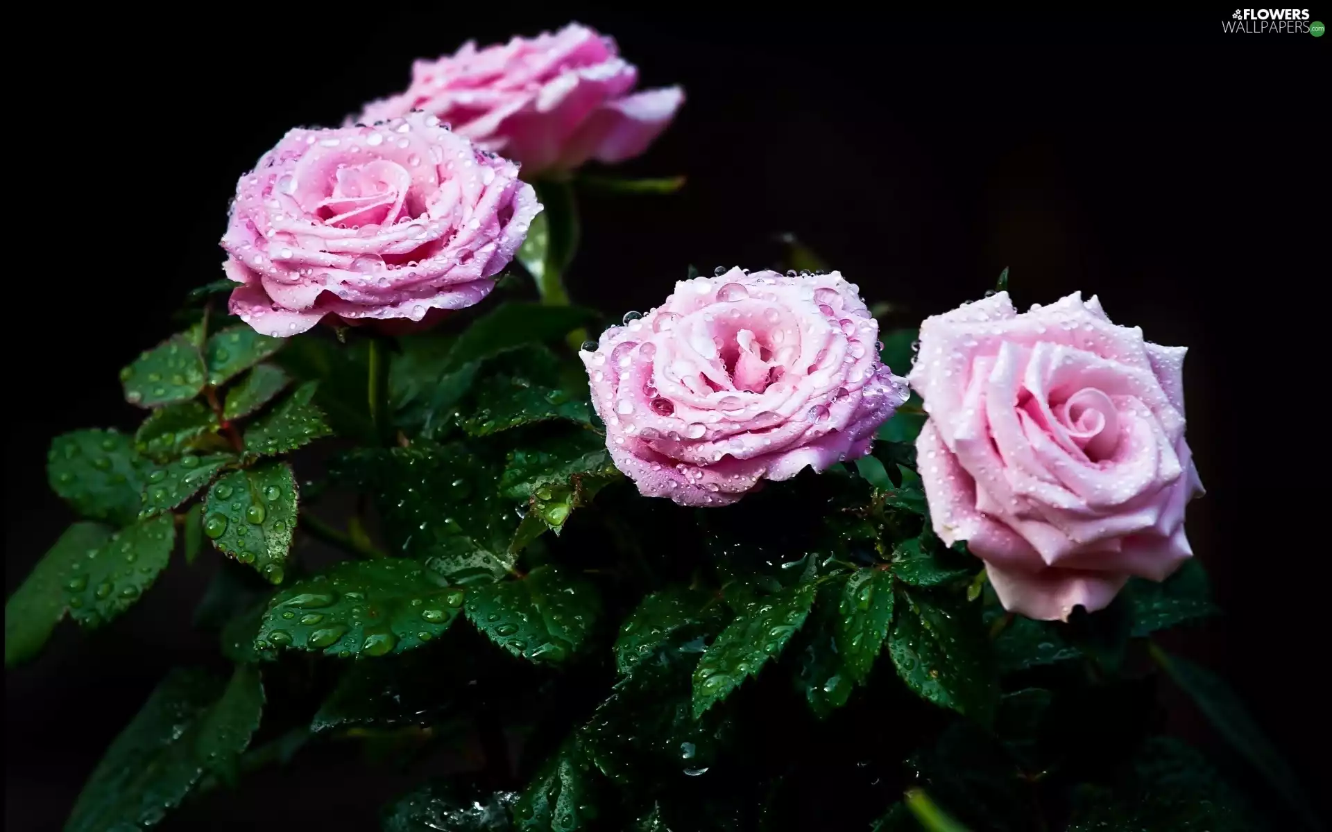 drops, Rosy, roses, leaves, Pink