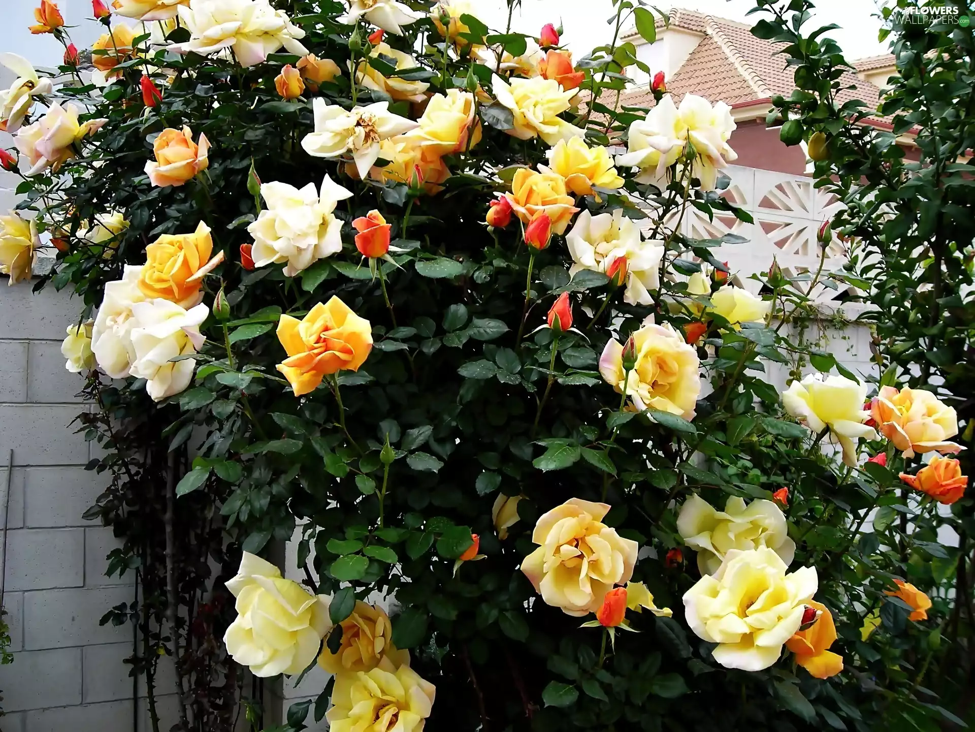 Bush, rosy, wall, flower, villa