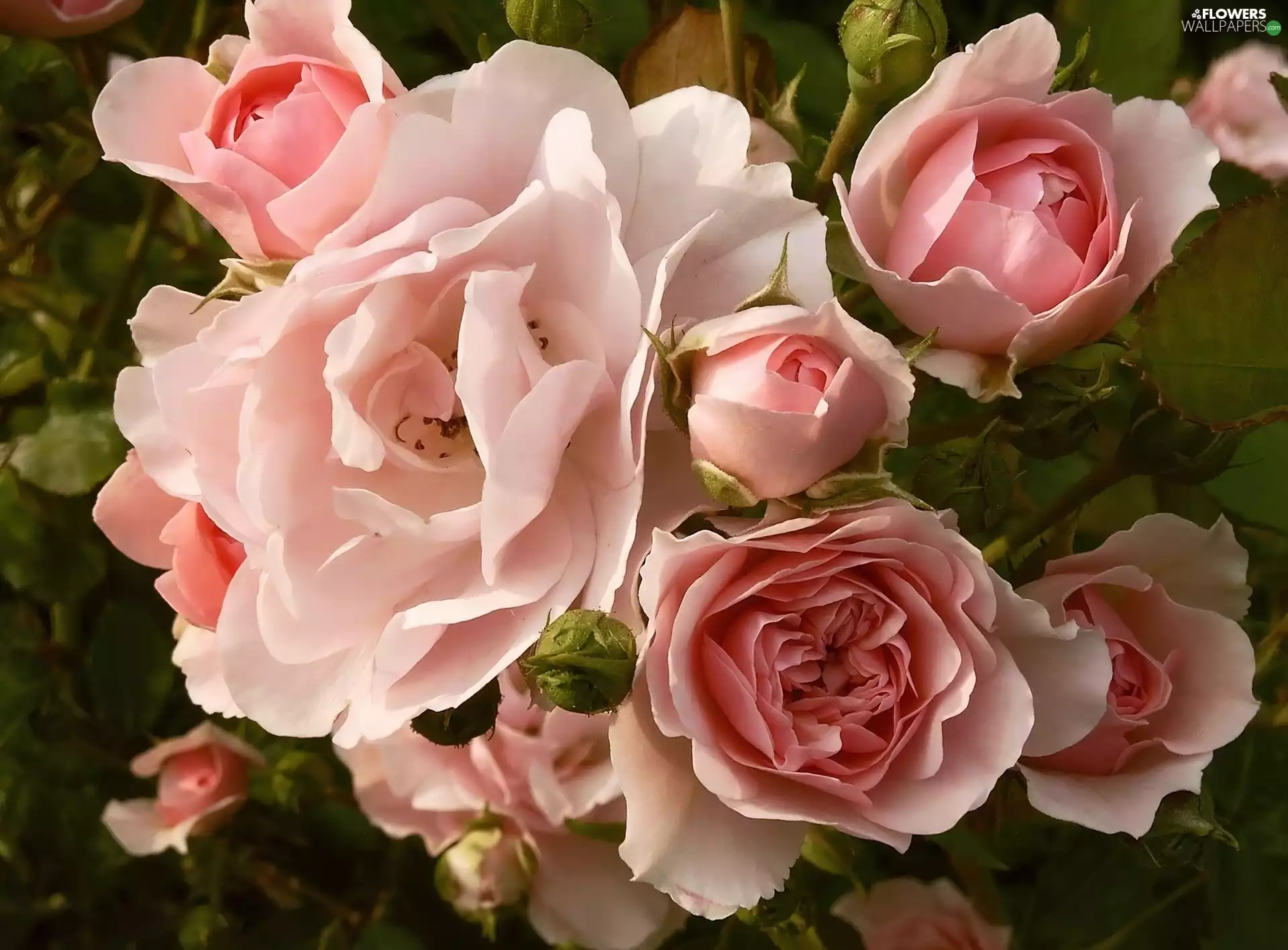 rouge, Flowers, bouquet