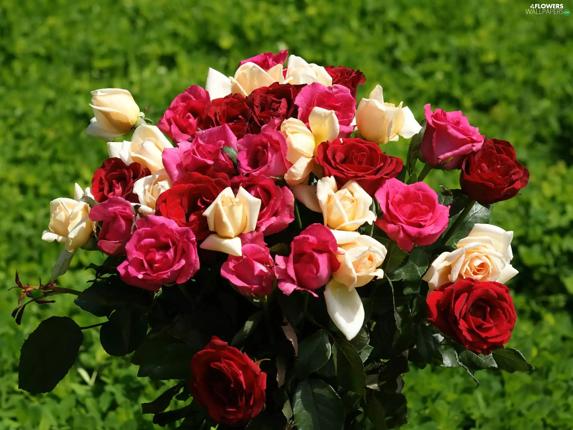 bouquet, Red, Pink, rouge