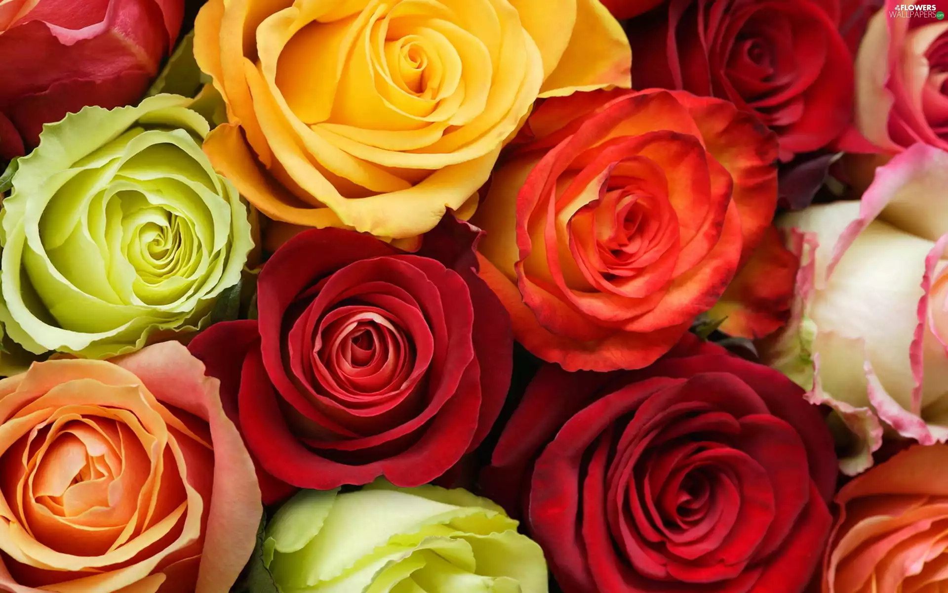 rouge, bouquet, multicolored