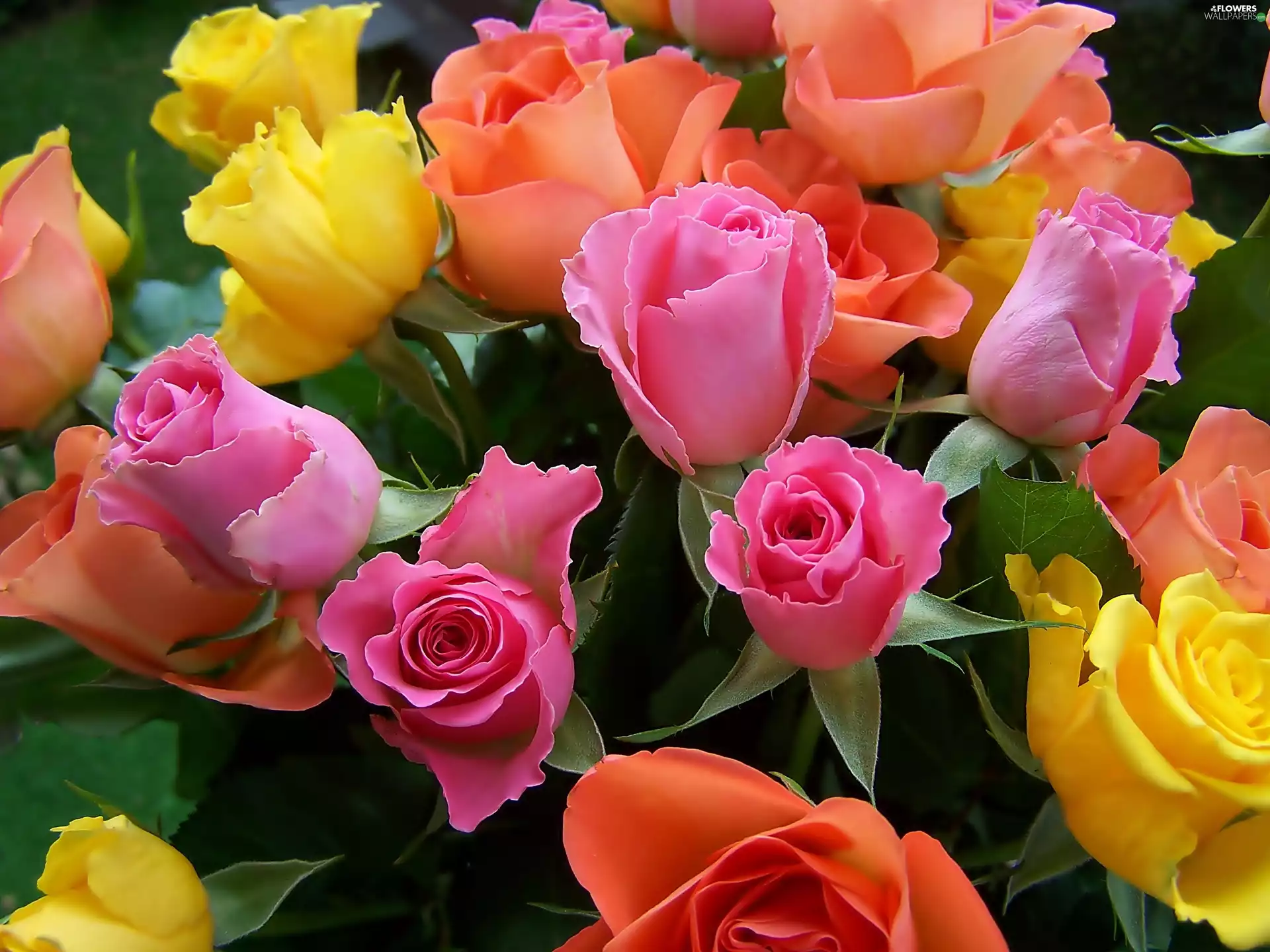 yellow, rouge, pink, orange, bouquet