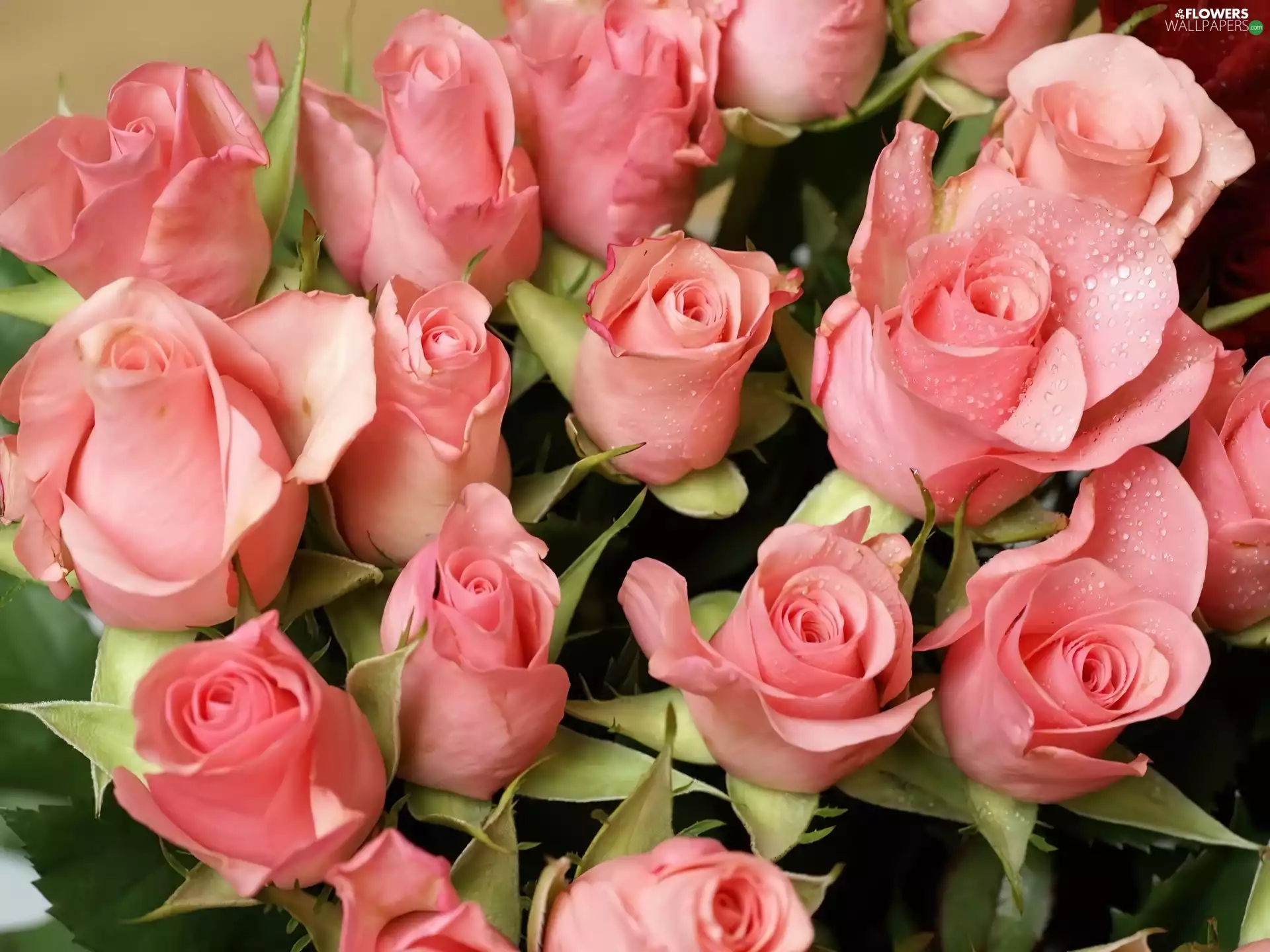 rouge, bouquet, pink