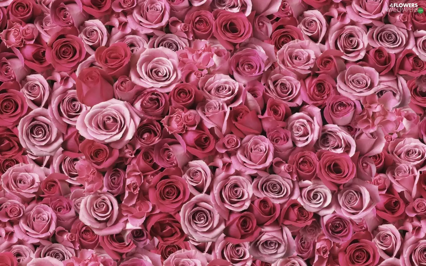 rouge, Buds, pink