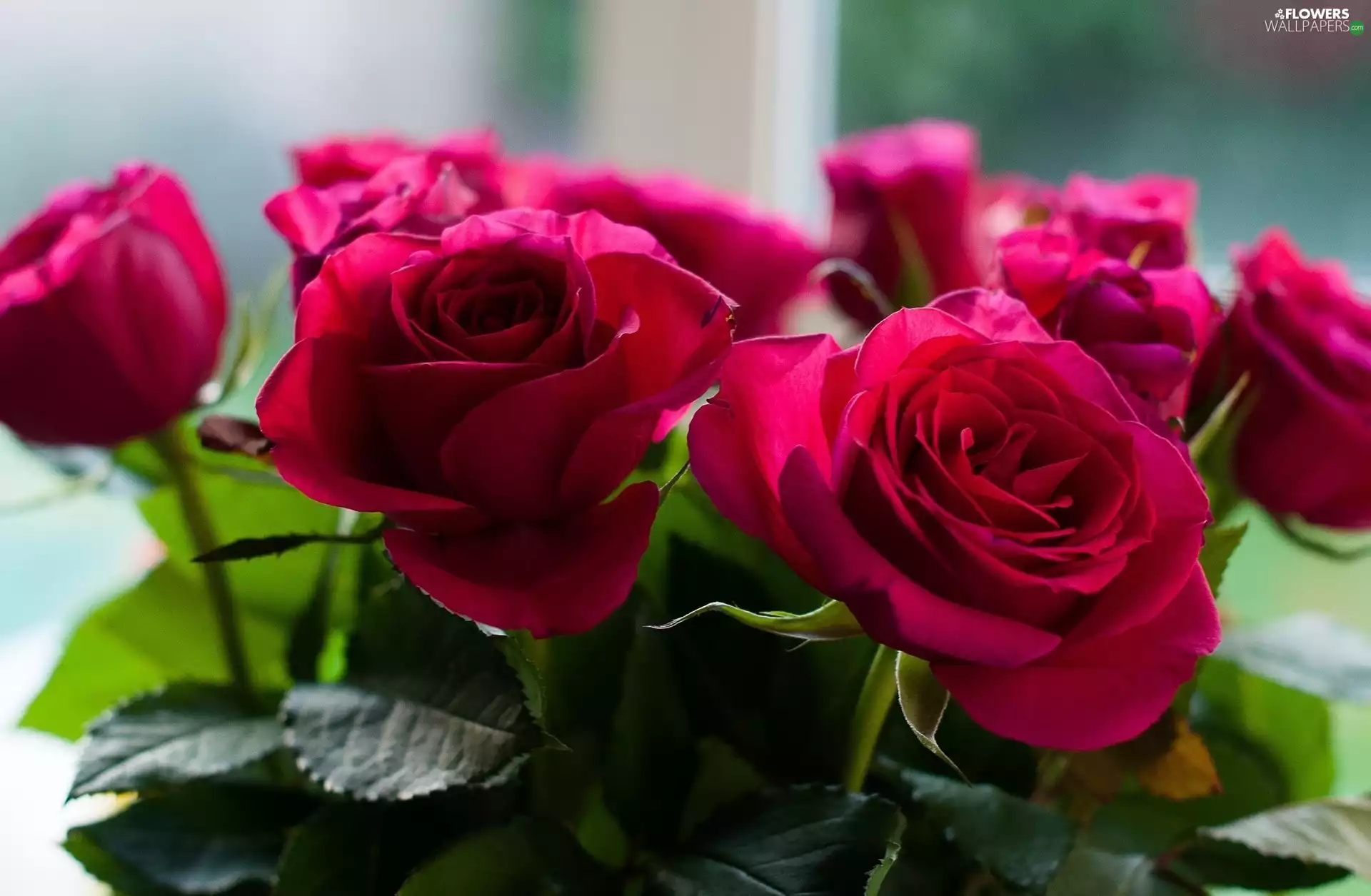 rouge, bouquet, red
