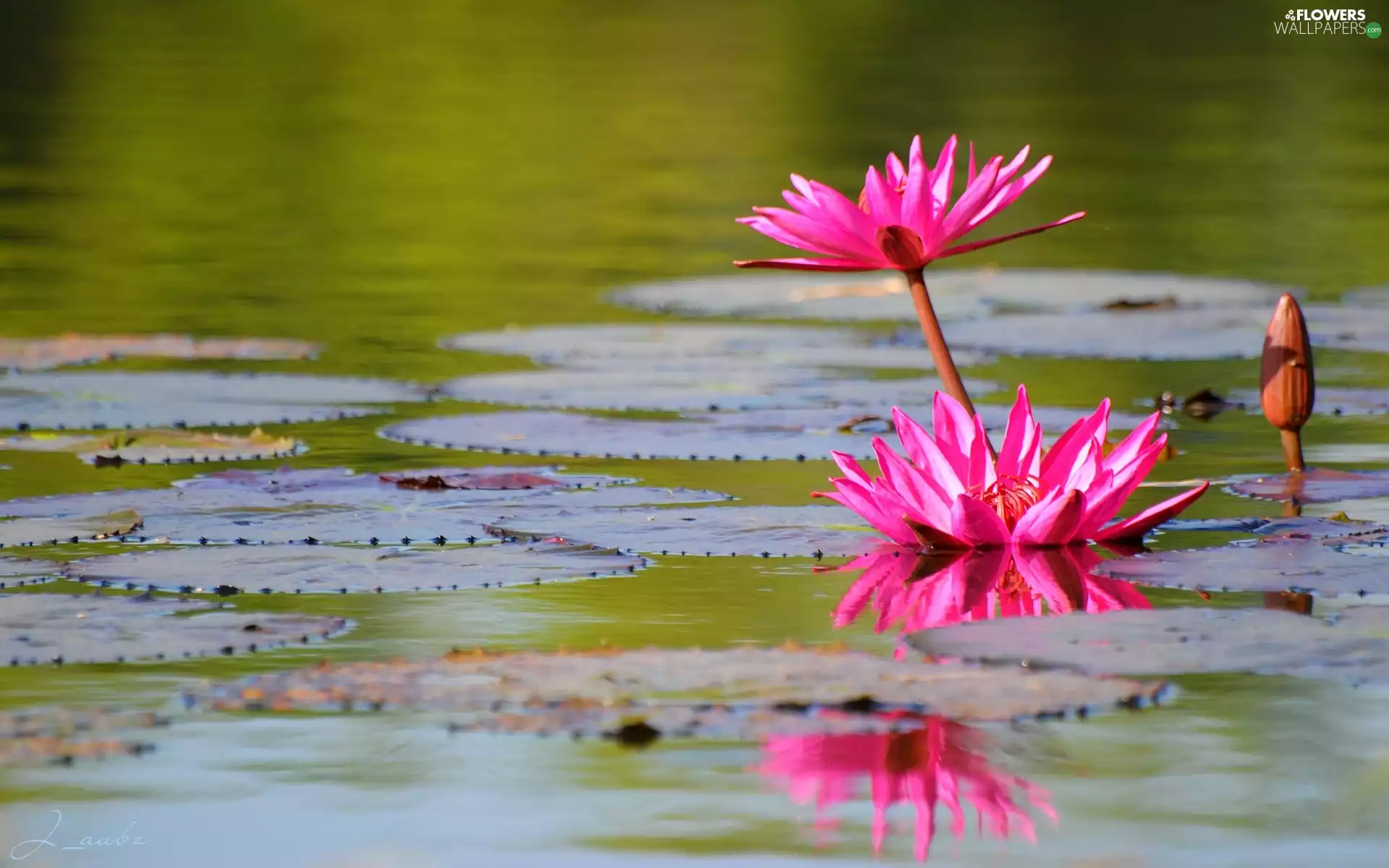 rouge, Lily, water