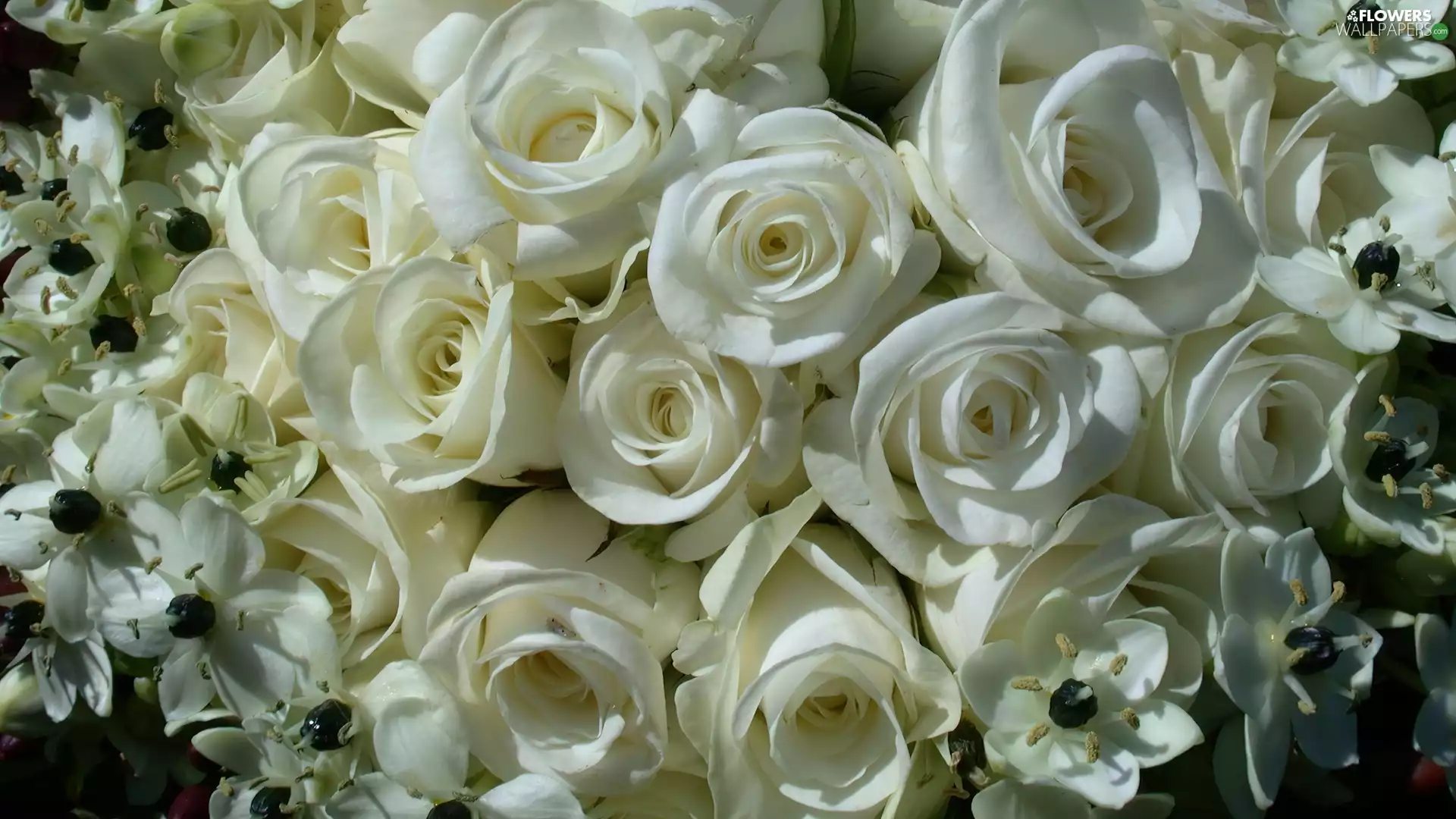 rouge, bouquet, white