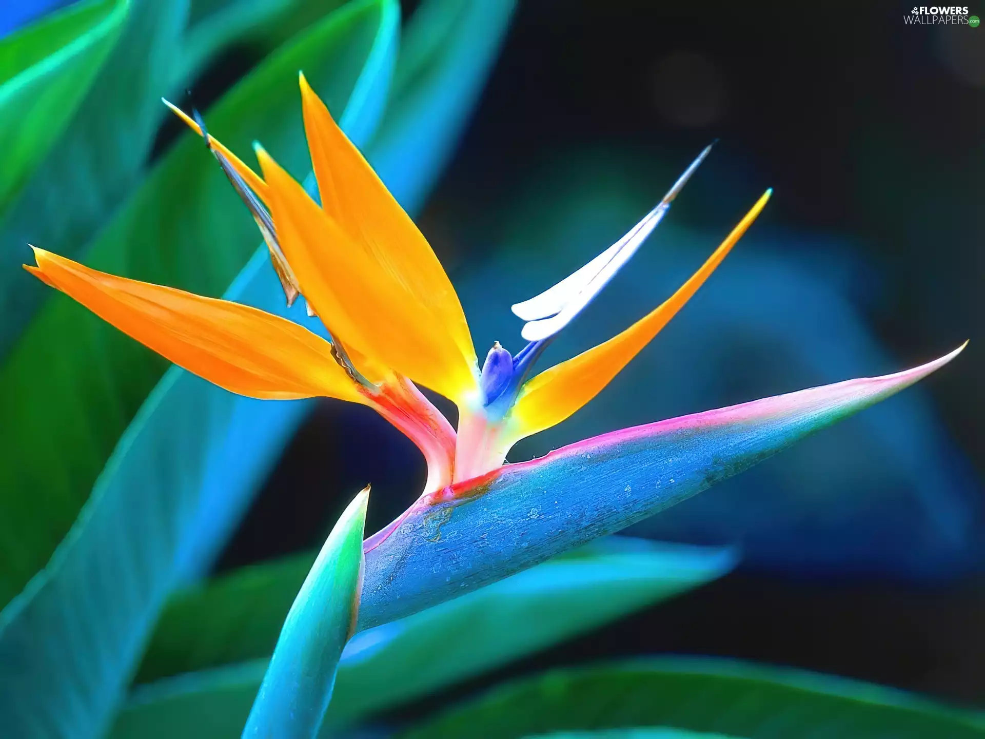 Colourfull Flowers, Strelitzia, Royal