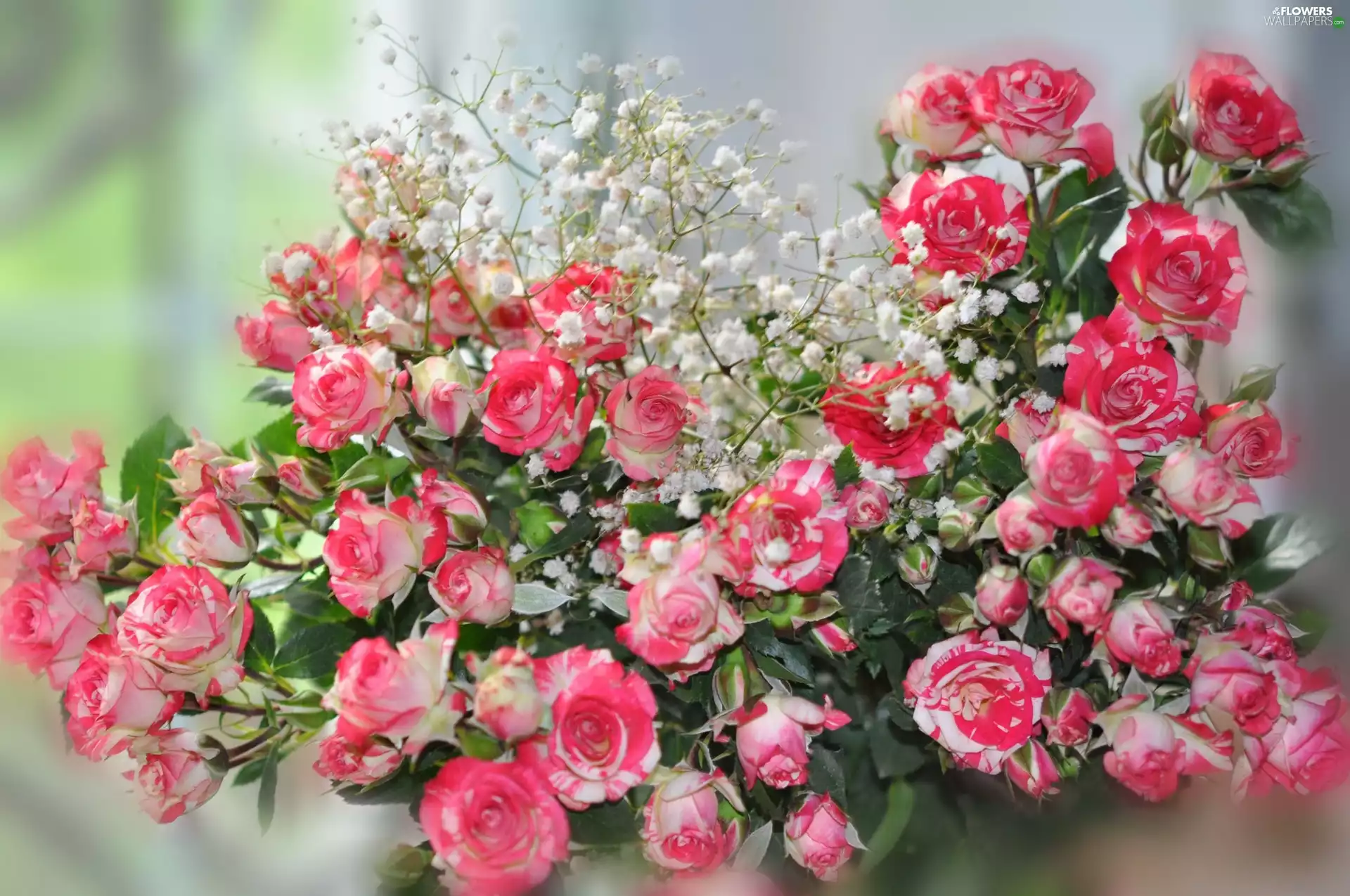 Roze, bouquet, Pink