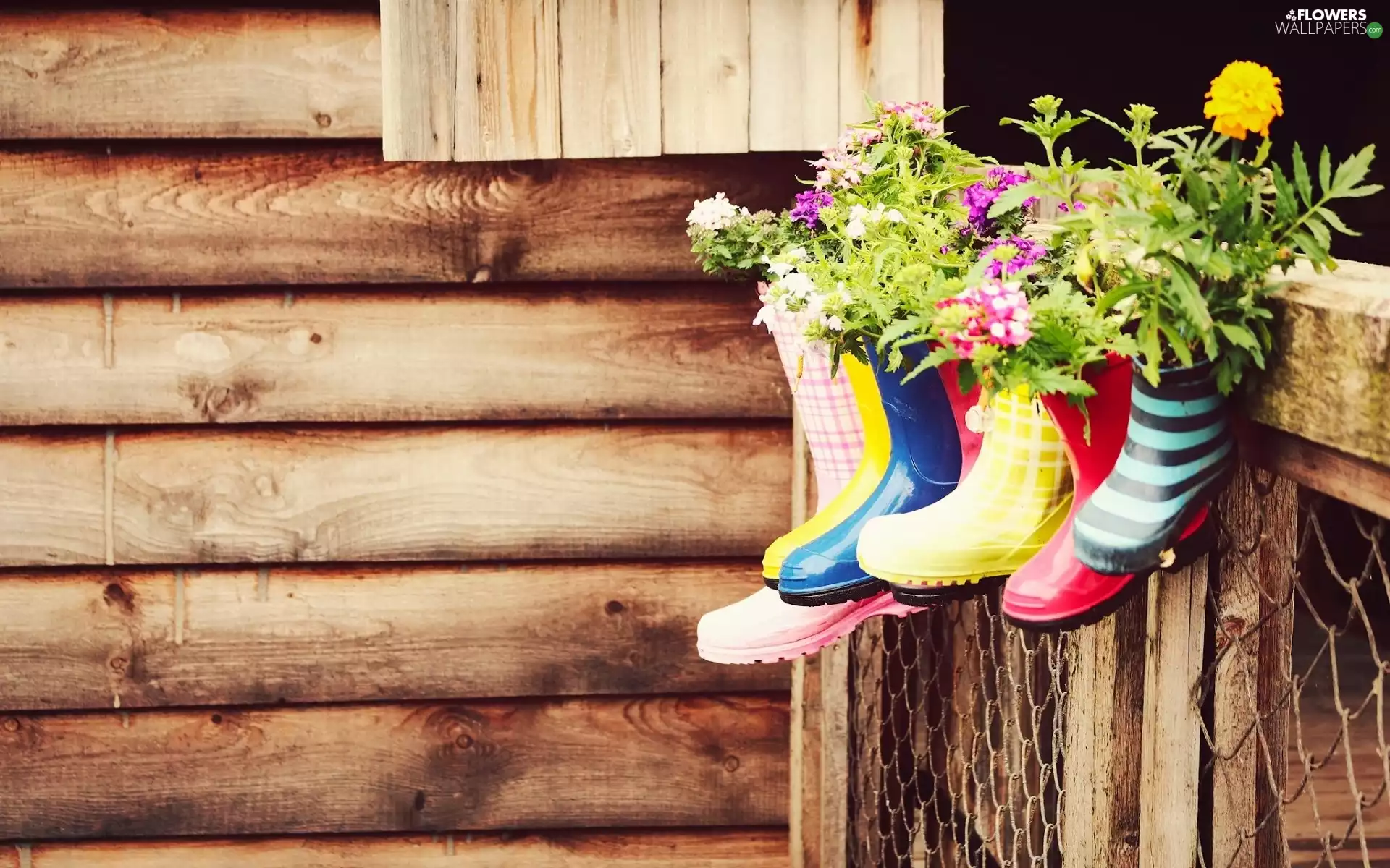 wellingtons, color, Tagetes, Rubber, shoes, verbena, boarding