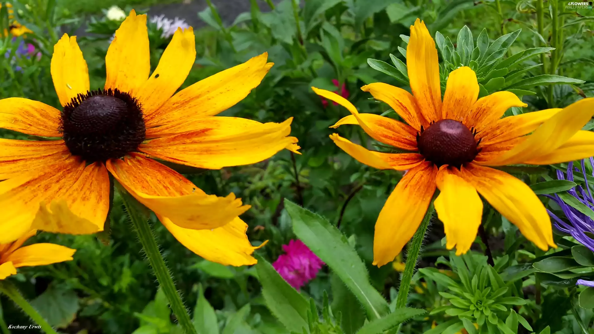Rudbeckia