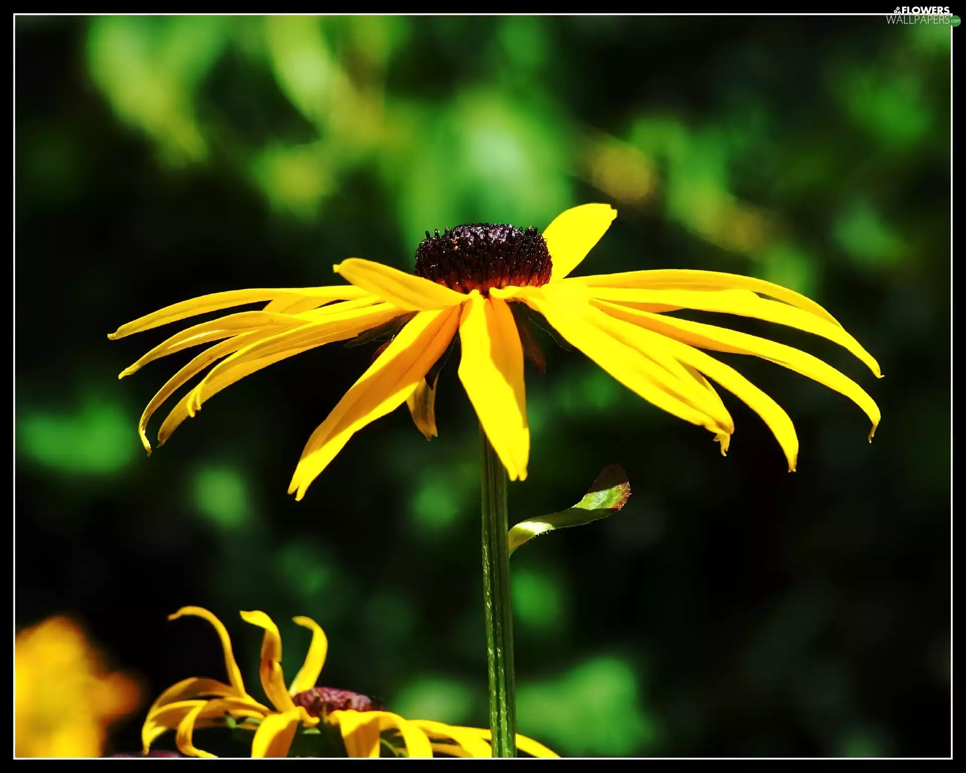Rudbeckia brilliant