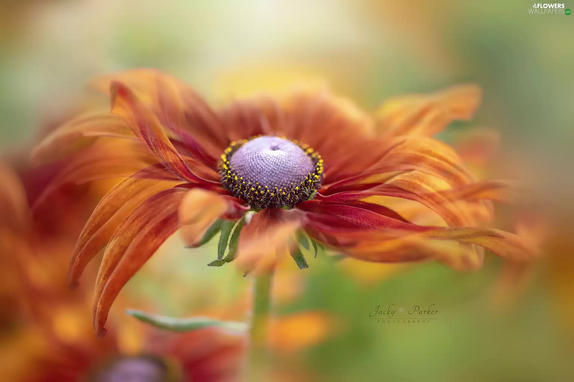 Orange, Rudbeckia, Close, Colourfull Flowers