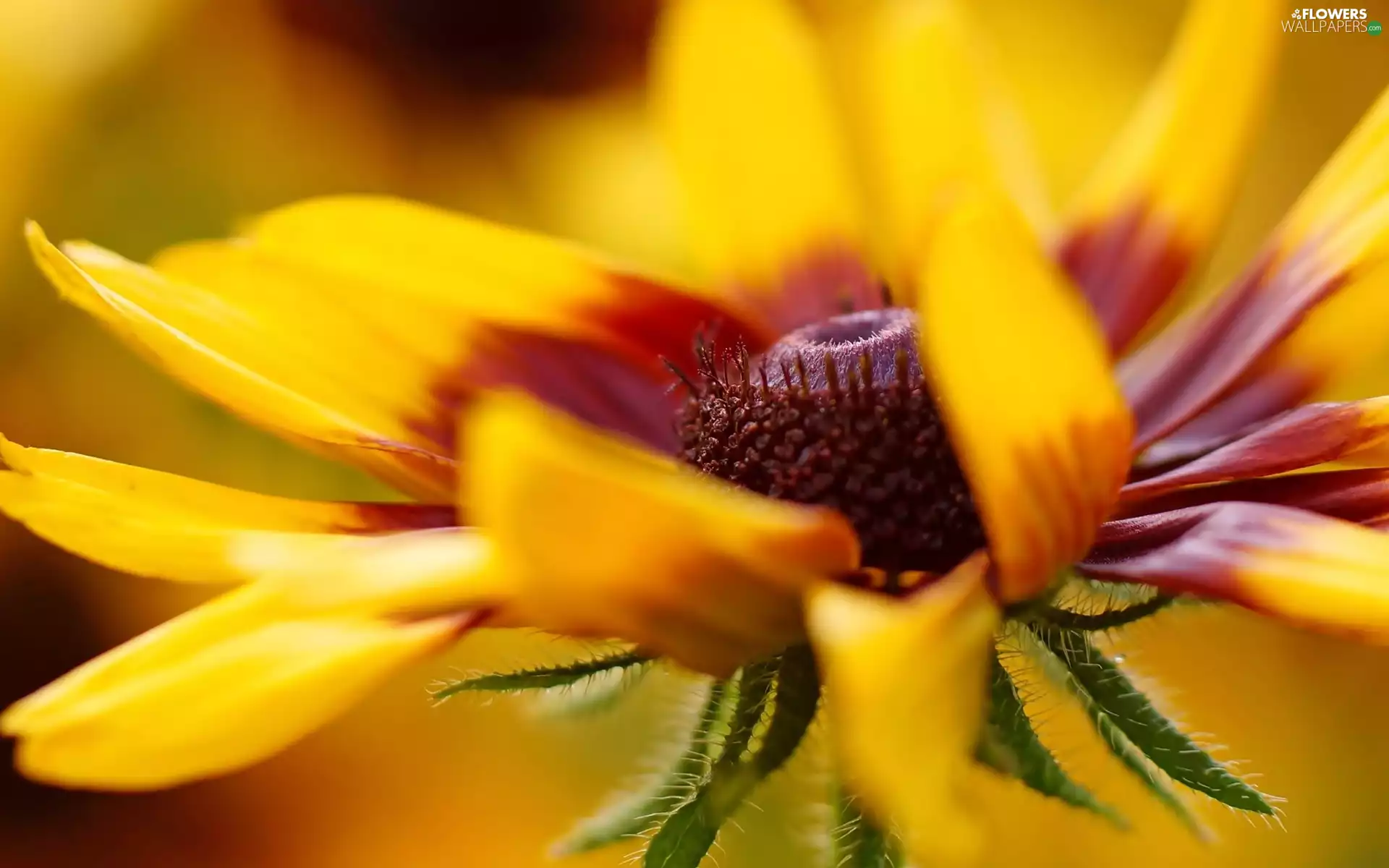 Close, Colourfull Flowers, Rudbeckia