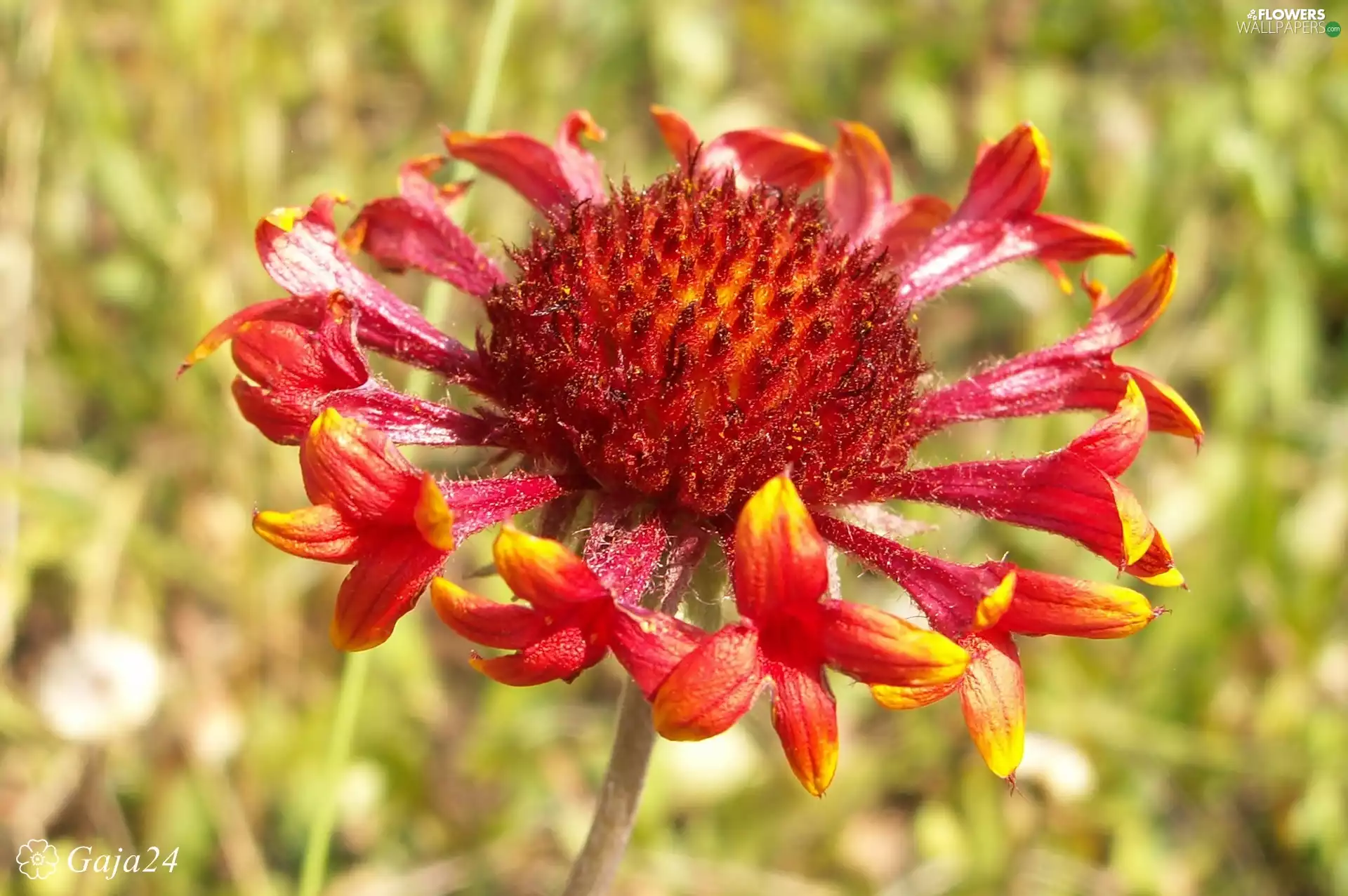 gaillardia aristata, Colourfull Flowers, Close
