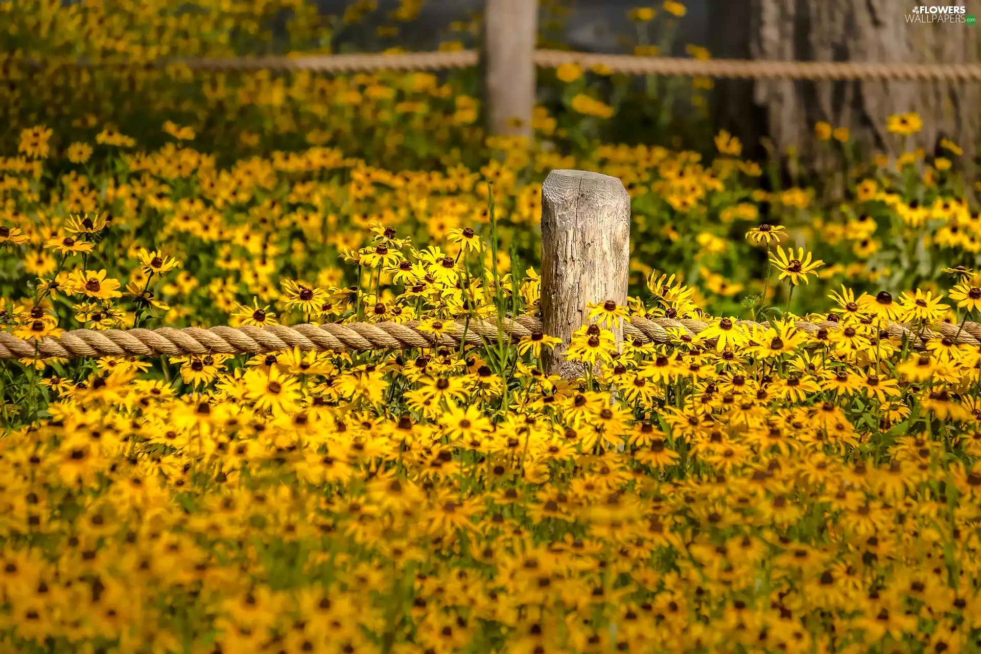 Flowers, fence, string, Rudbeckia