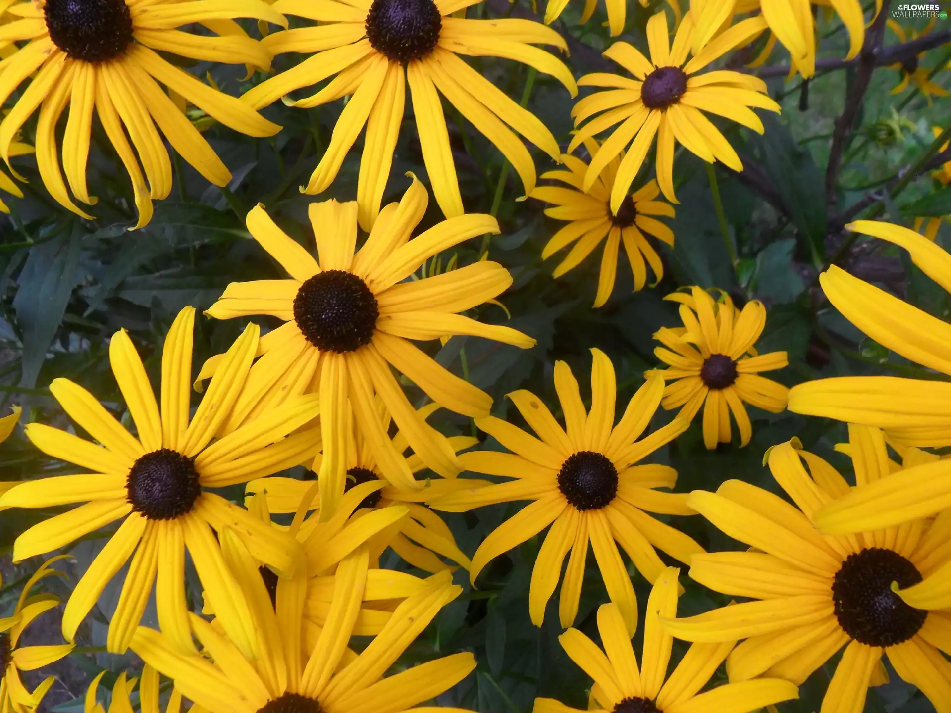 Rudbeckia, Yellow, Flowers