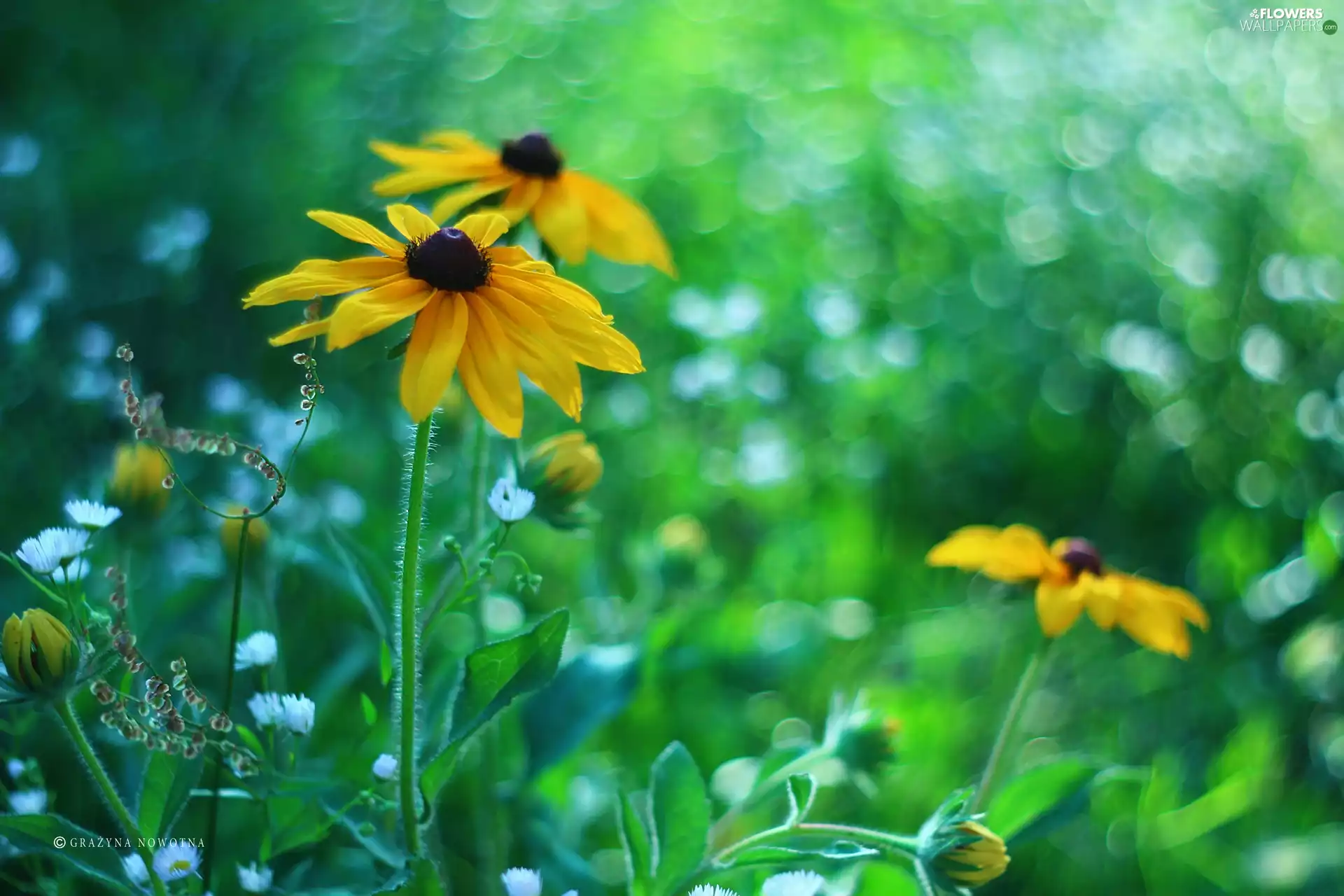 Rudbeckia, Yellow, Flowers