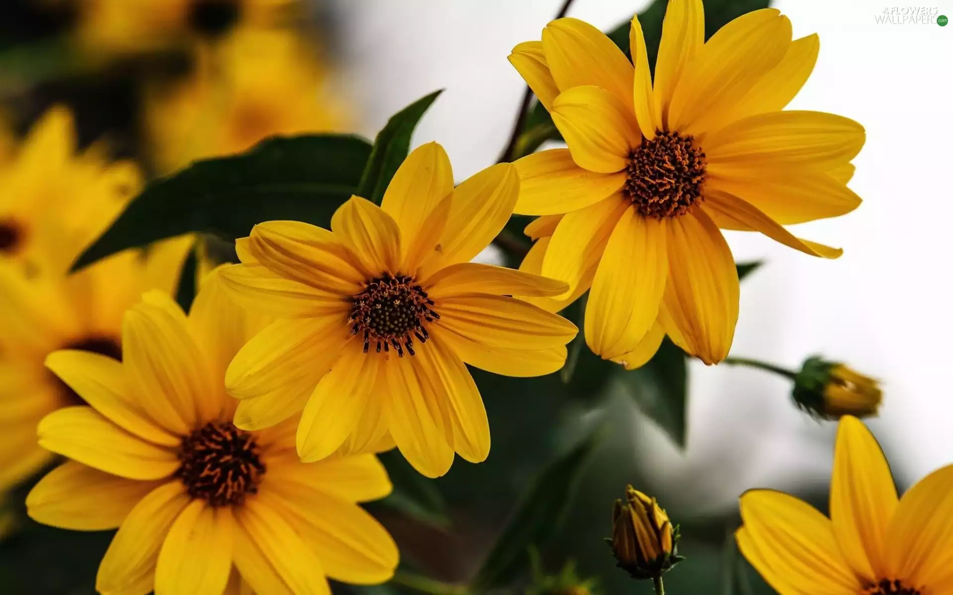 Rudbeckia, Yellow, Flowers