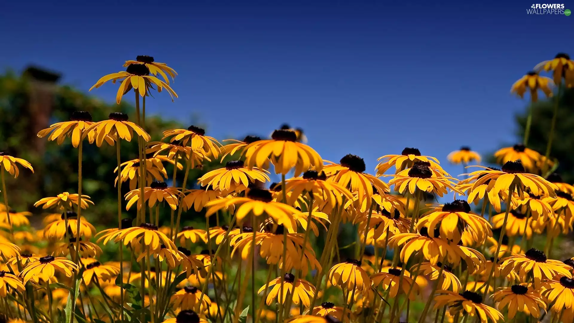 Rudbeckia, Yellow, Flowers