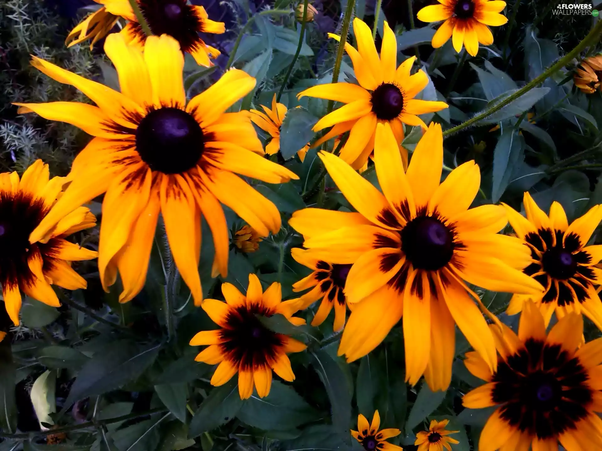 Rudbeckia, Yellow, Flowers