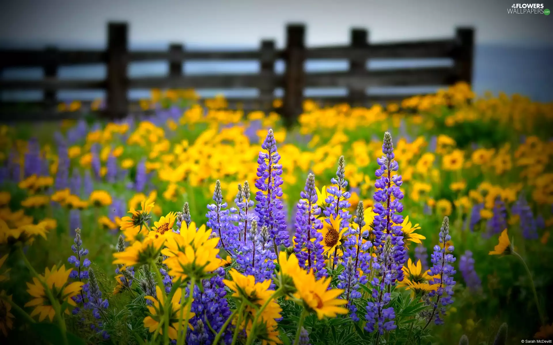 Rudbeckia, Meadow, lupine