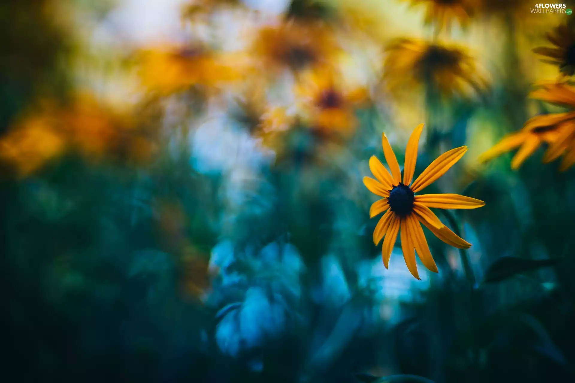 Rudbeckia brilliant, rapprochement