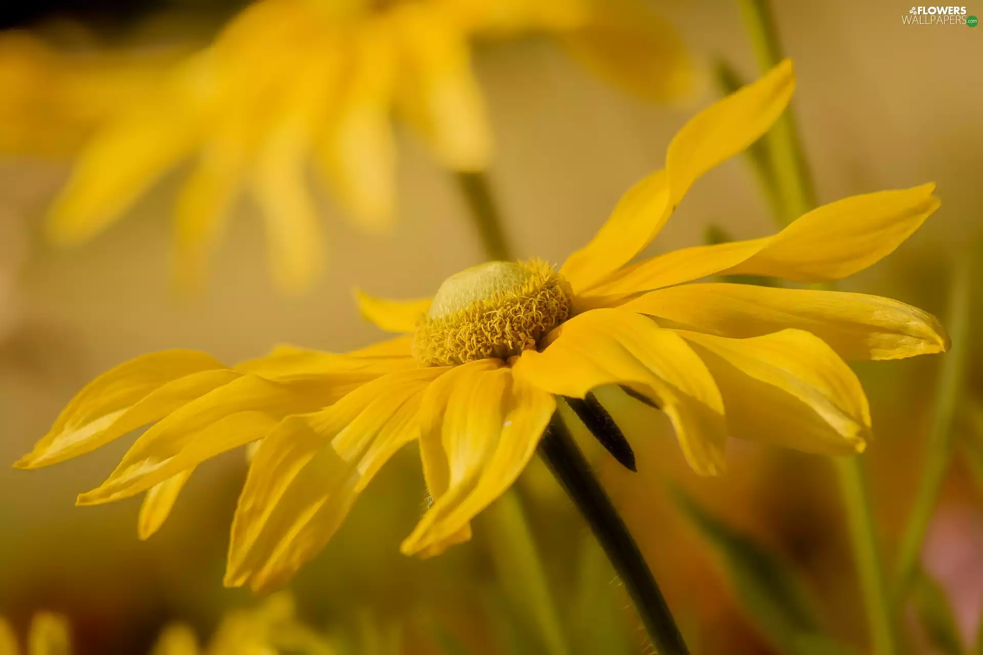 Yellow, Rudbeckia, rapprochement, Colourfull Flowers