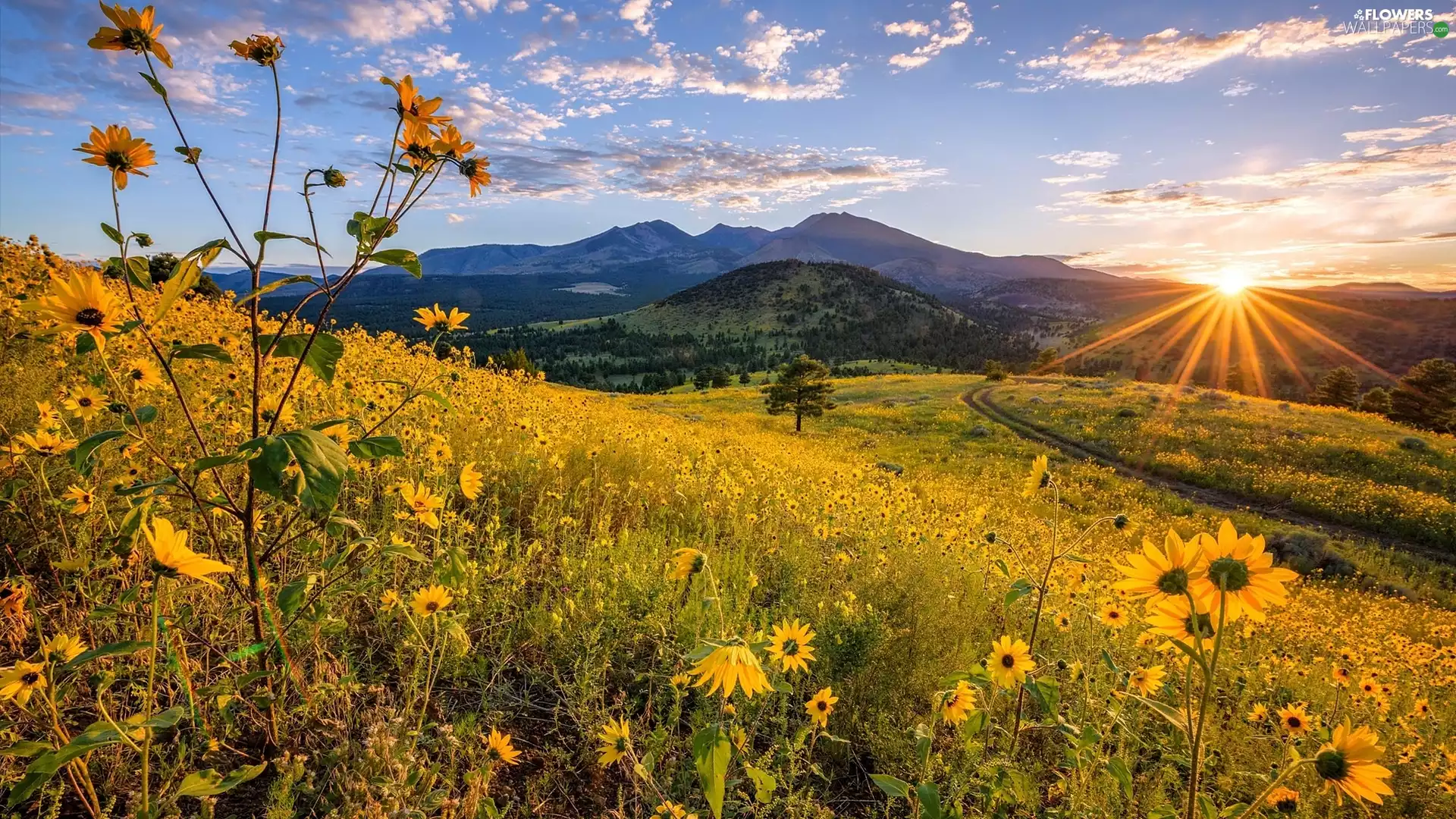 Rudbeckia, Meadow, rays of the Sun, Flowers, Mountains, Way, clouds