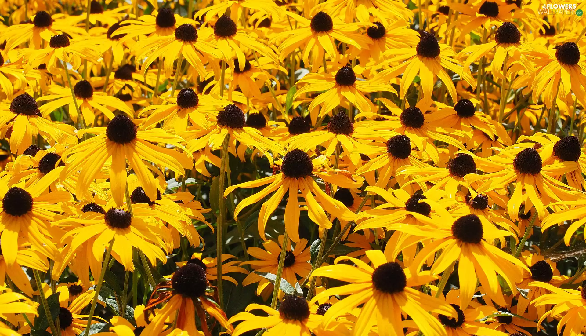 Rudbeckia, Flowers, Yellow