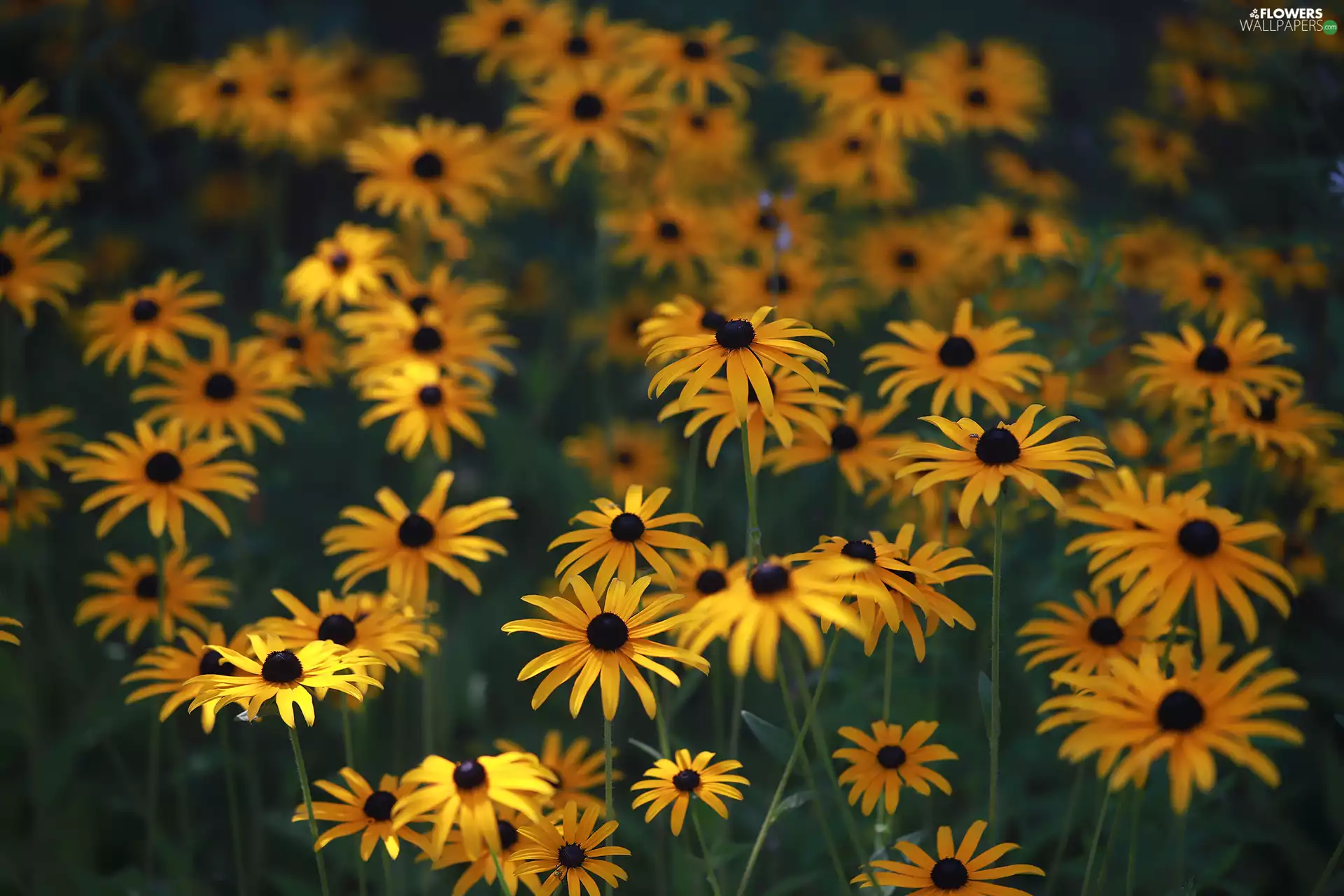 developed, Yellow, Flowers, Rudbekie