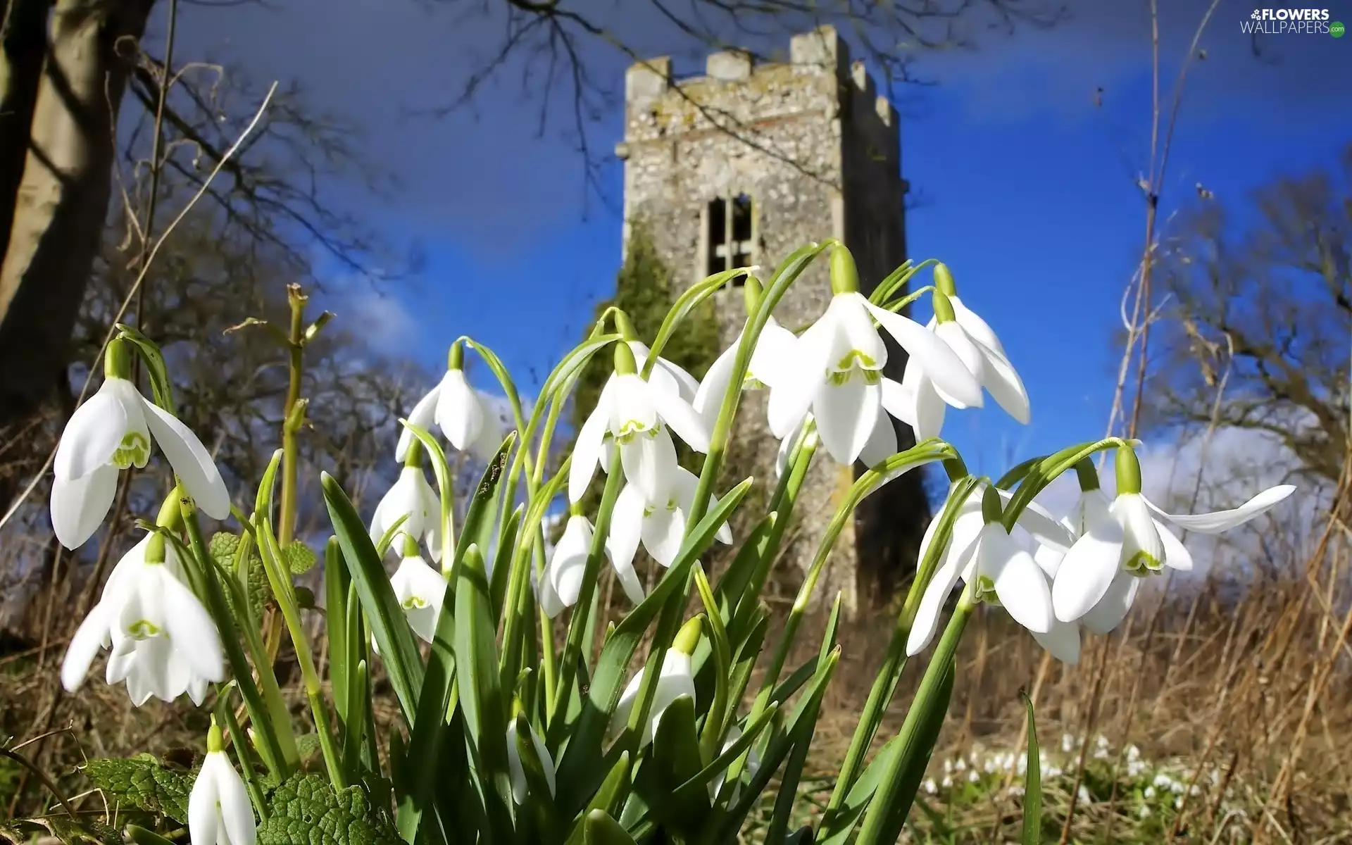 snowdrops, trees, viewes, ruin