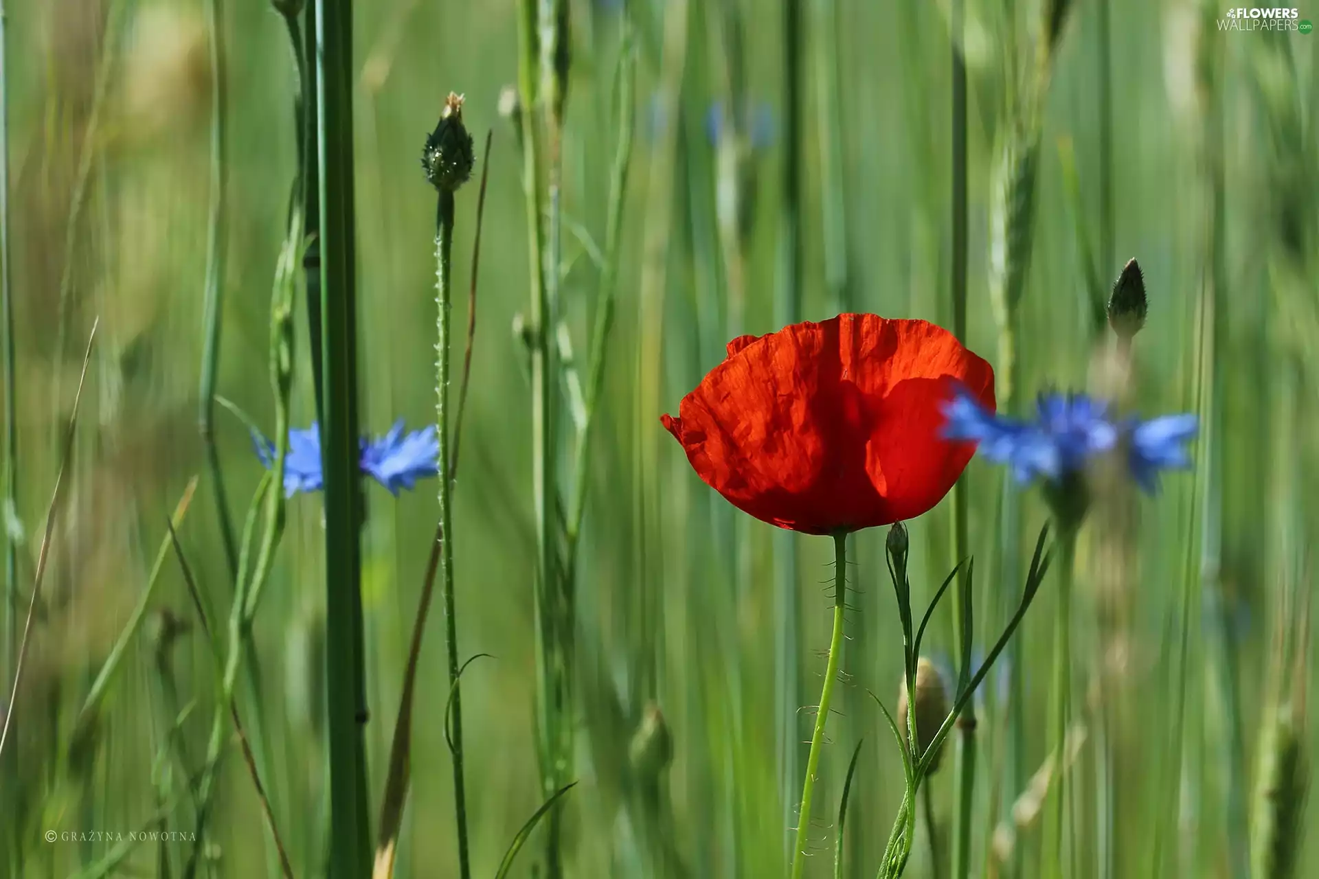 Rye, Poppy, ##