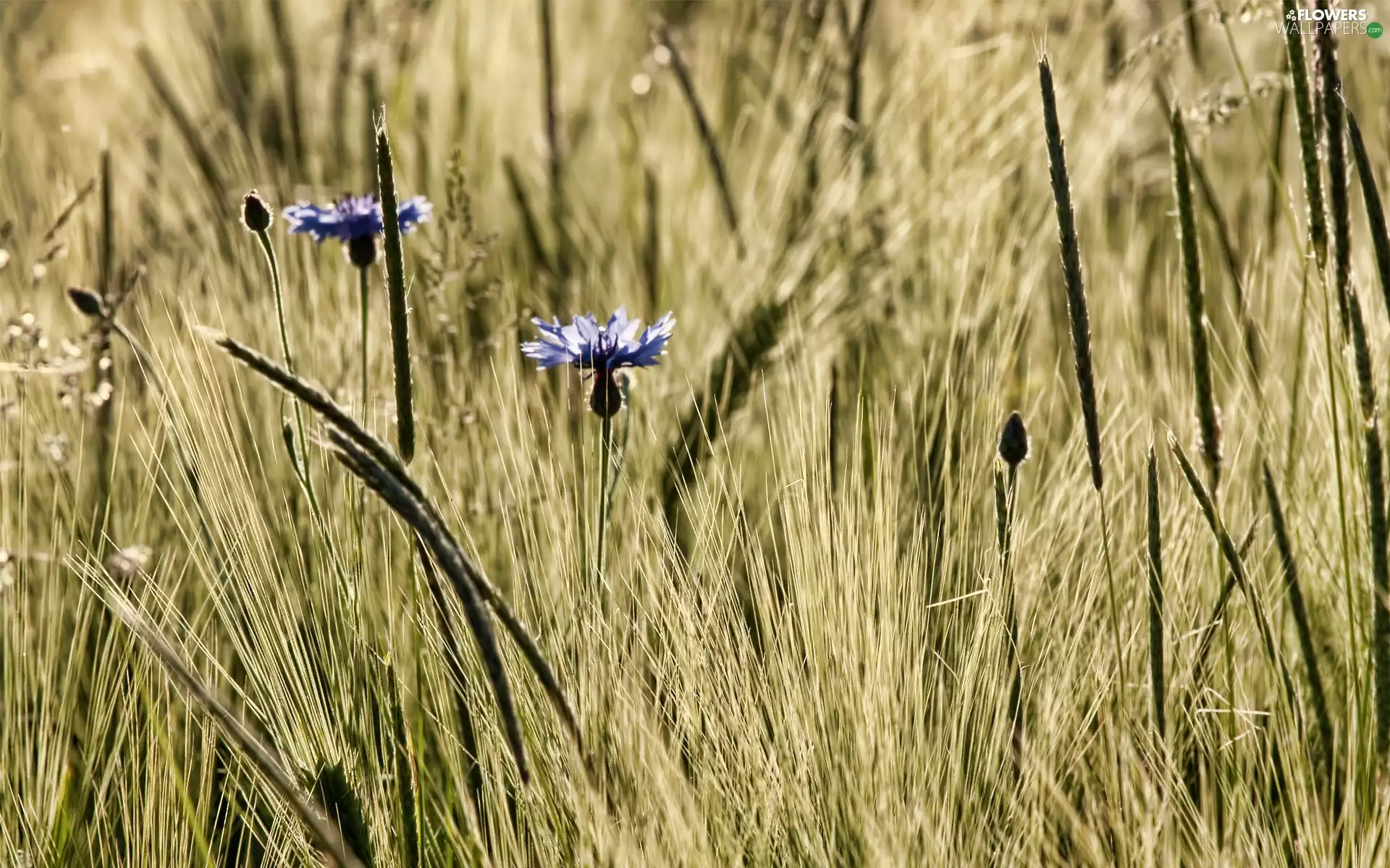 Blue, Ears, rye, cornflowers