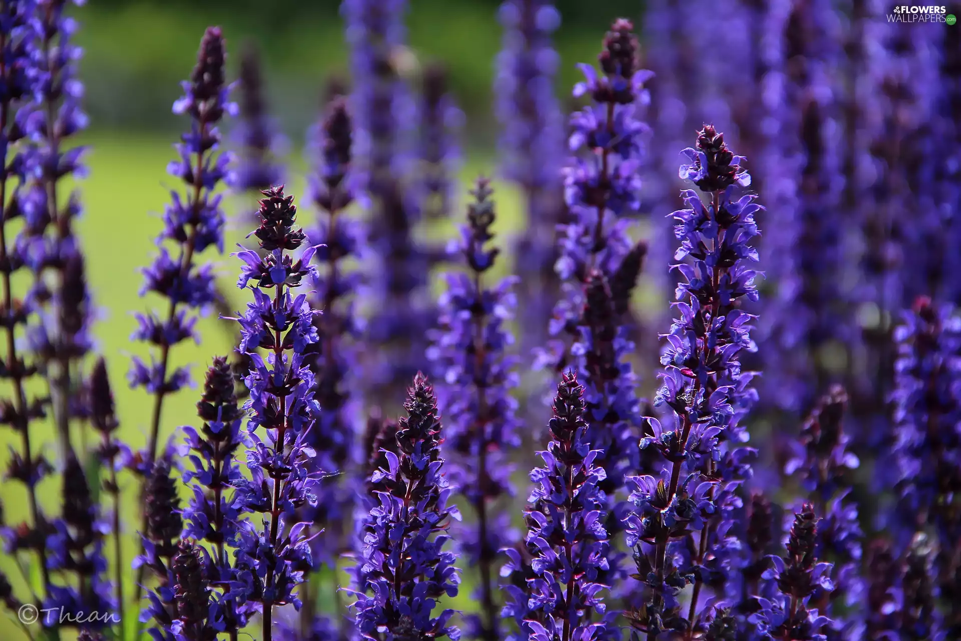 Sage, purple, Flowers