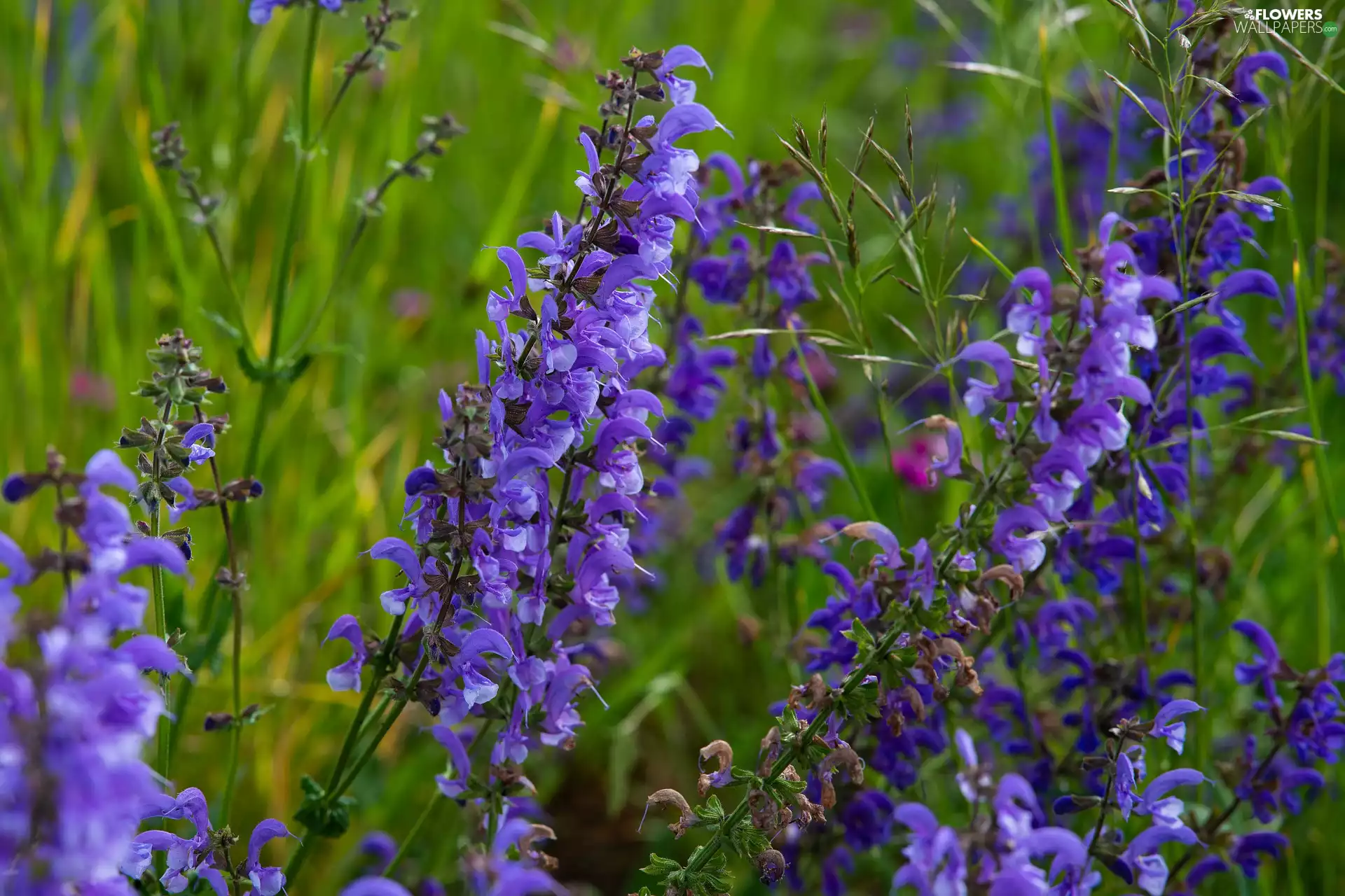 Sage, Flowers, Violet