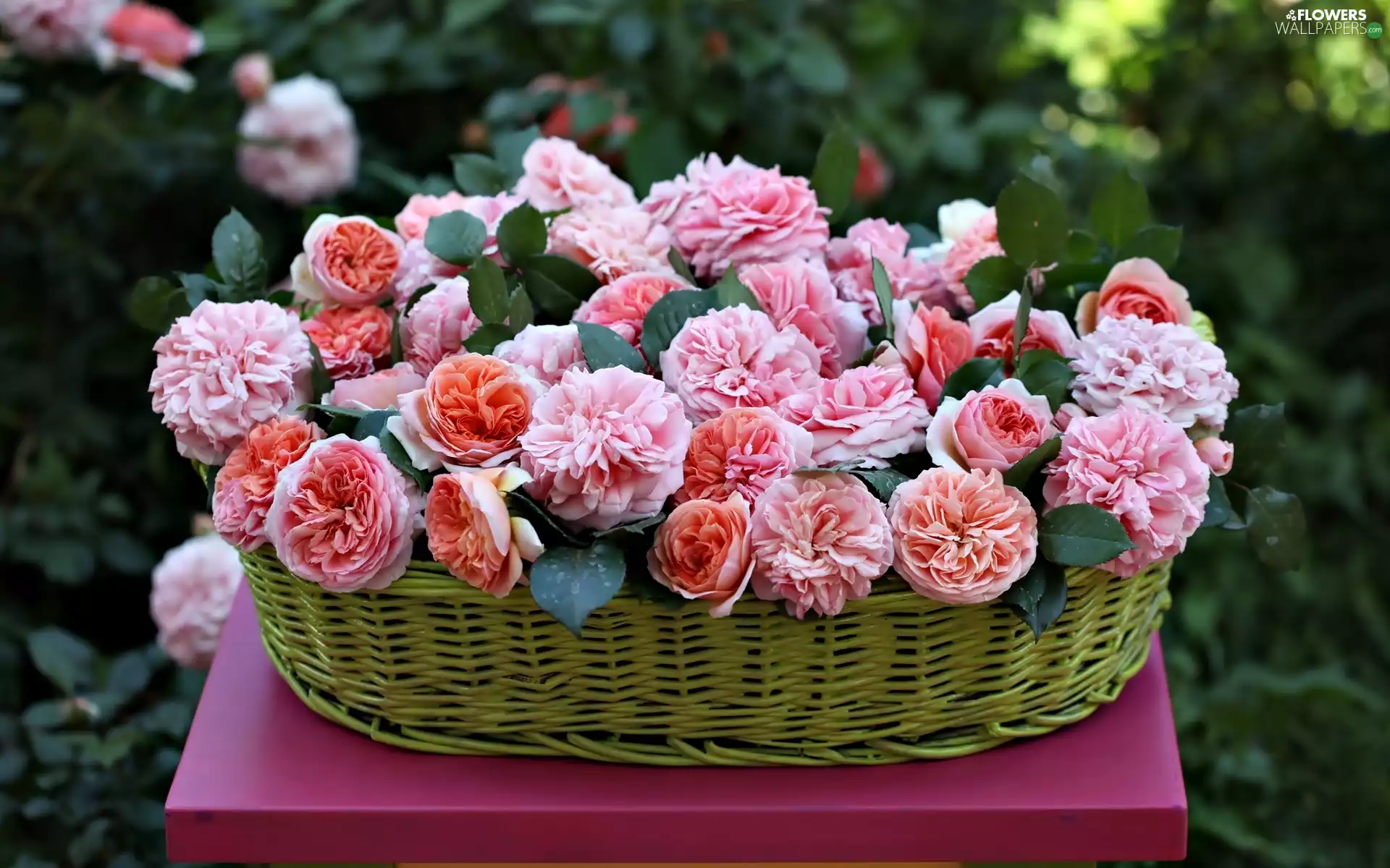 Pink, roses, basket, salmon