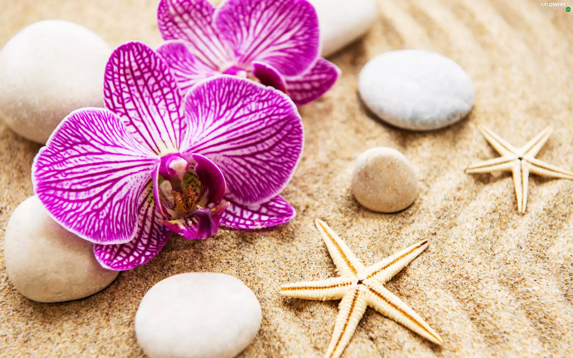 starfish, Sand, Flowers, orchids, Stones