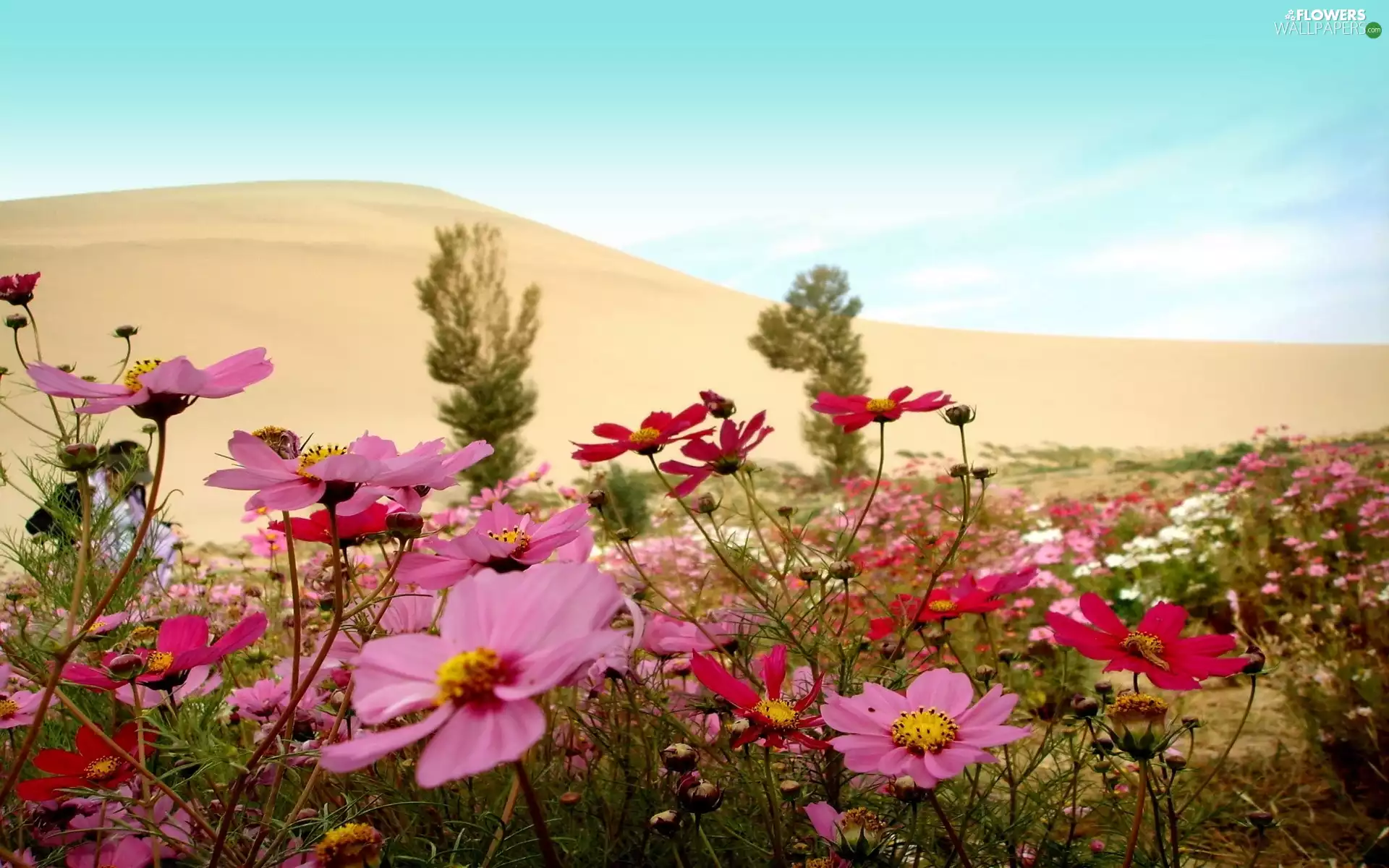 Flowers, Sand