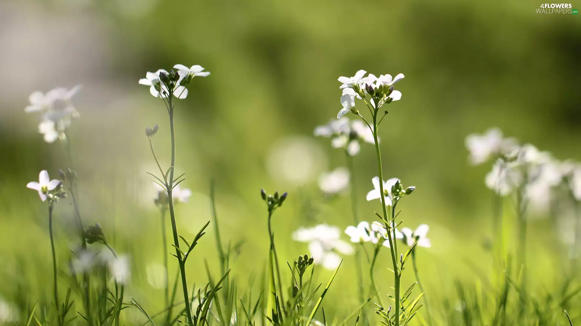Flowers, Sand rock-cress, White