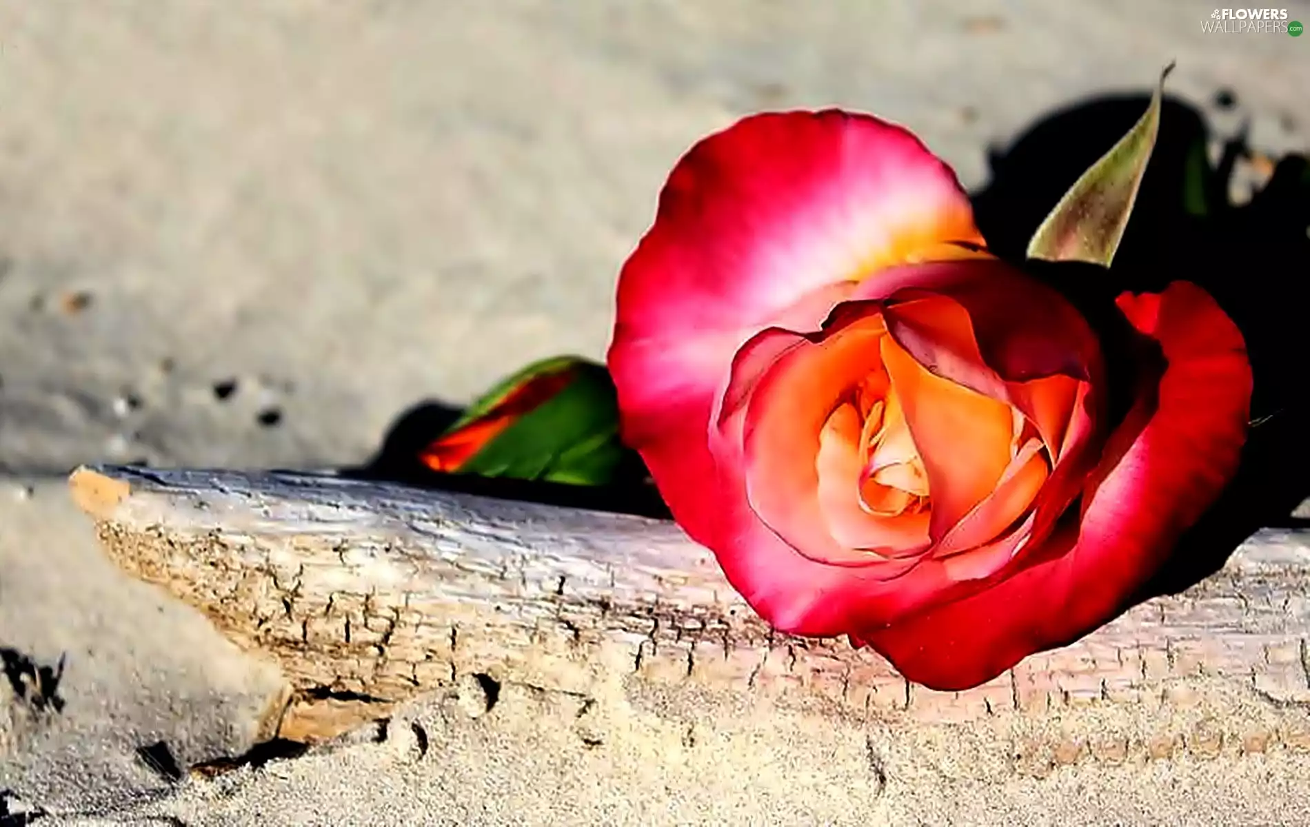 rose, Sand