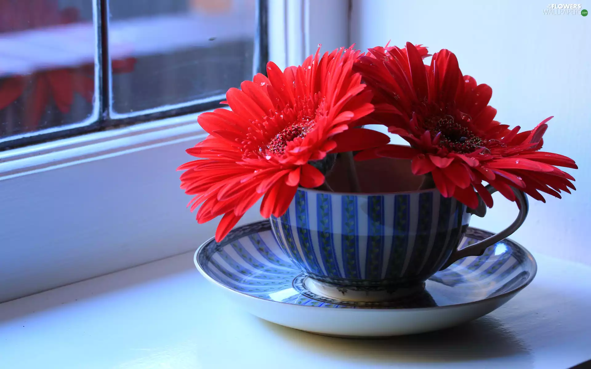 Window, Flowers, cup, saucer, parapet, gerberas