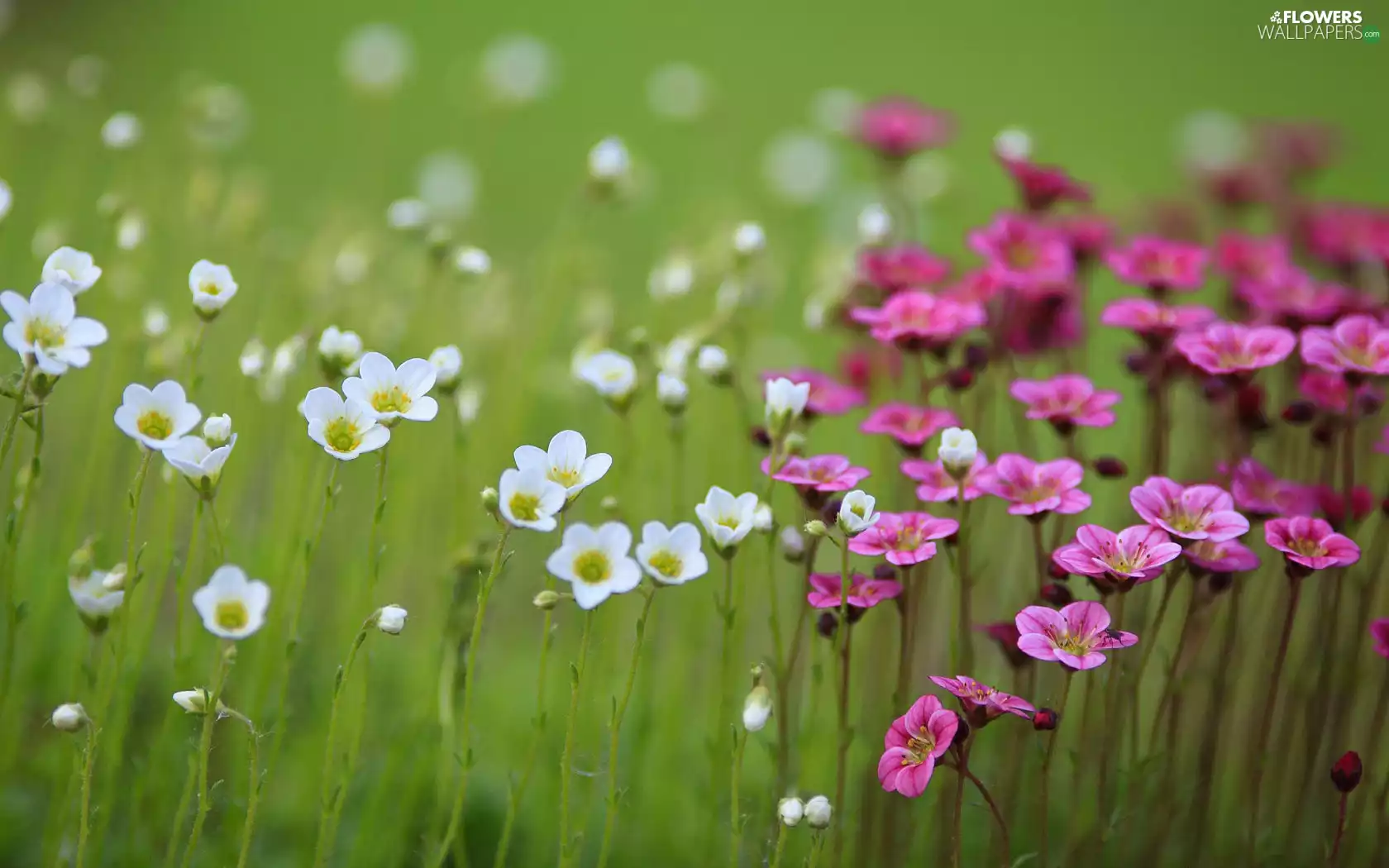 Saxifrage, Flowers, Wildflowers