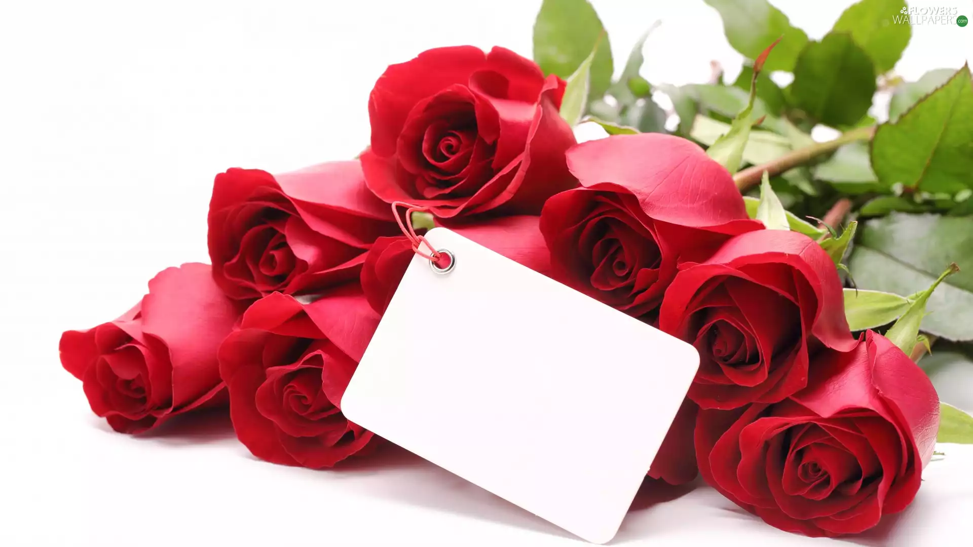 card, scribble, roses, Red, Flowers