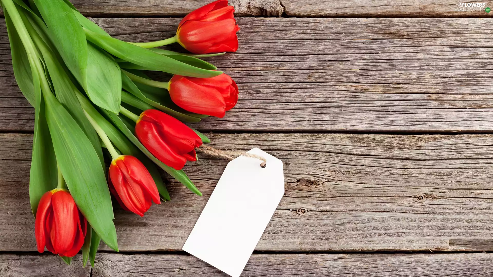 scribble, Flowers, Tulips