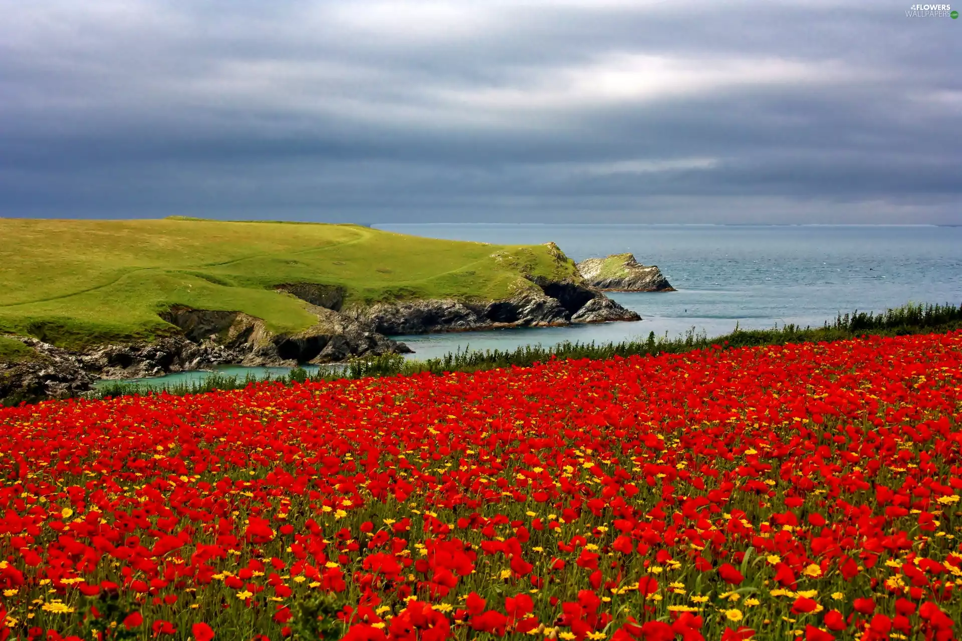 rocks, Coast, papavers, sea, Meadow, Cliffs