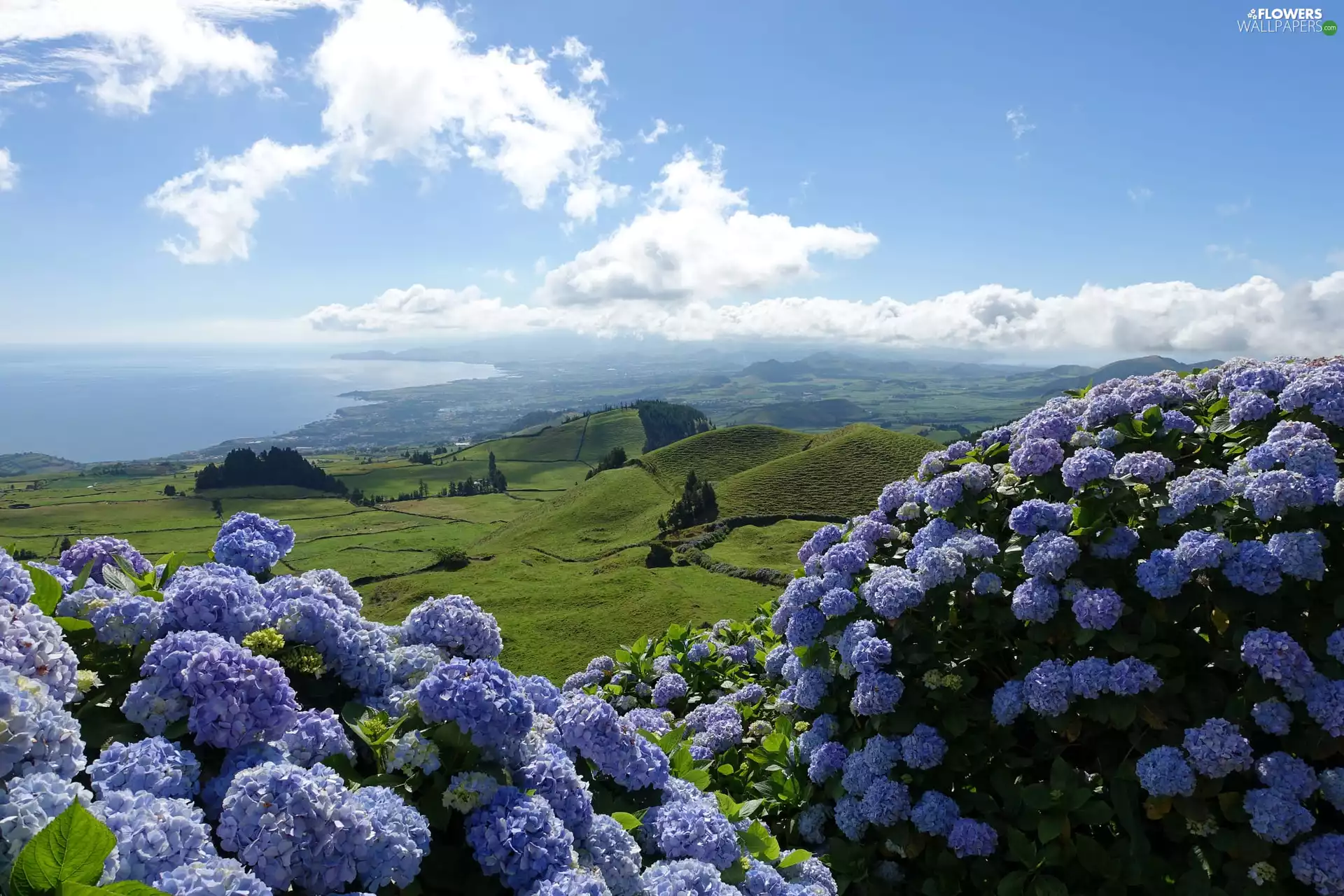 hydrangeas, sea, clouds, The Hills