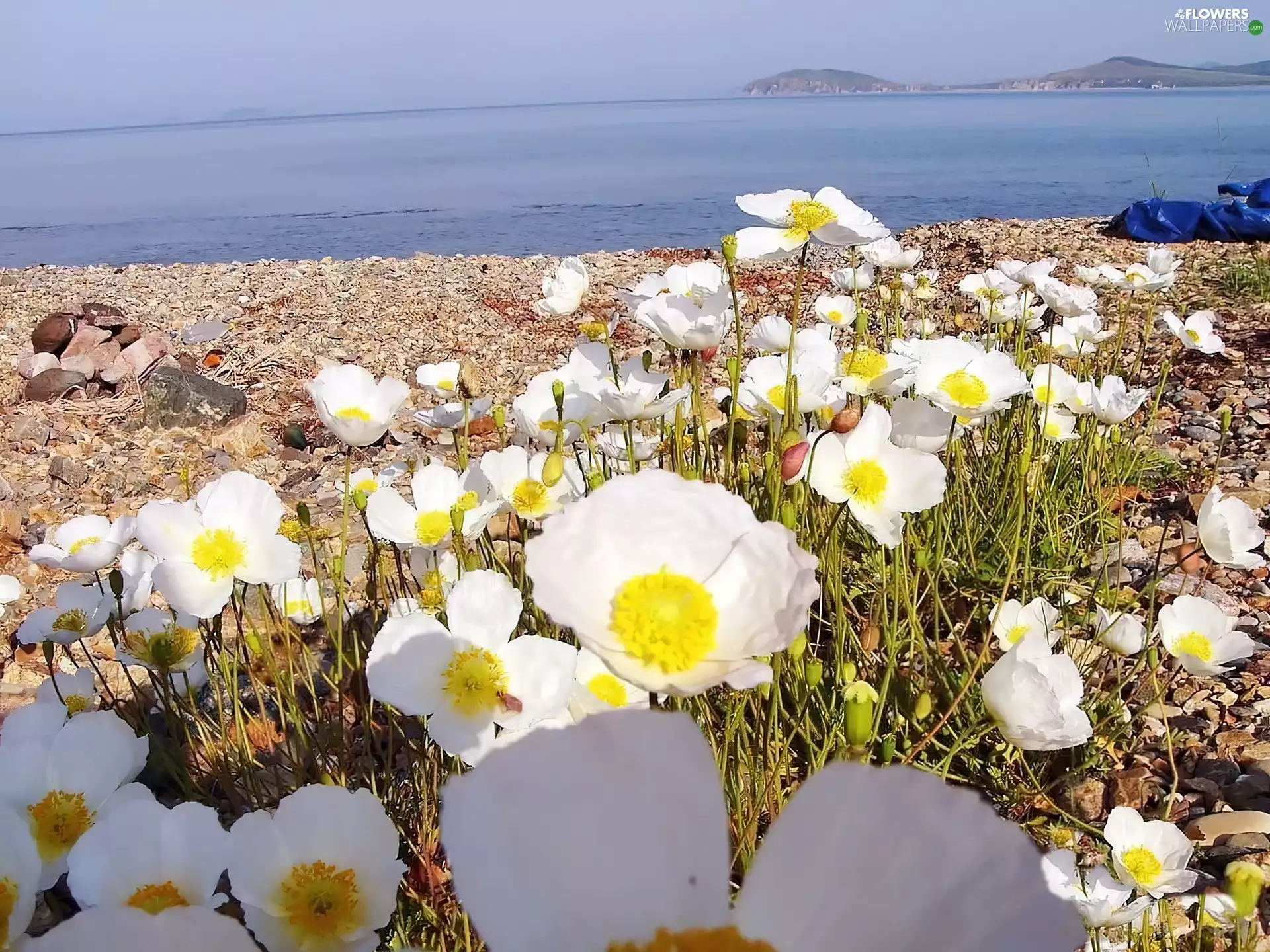 coast, White, papavers, Sea