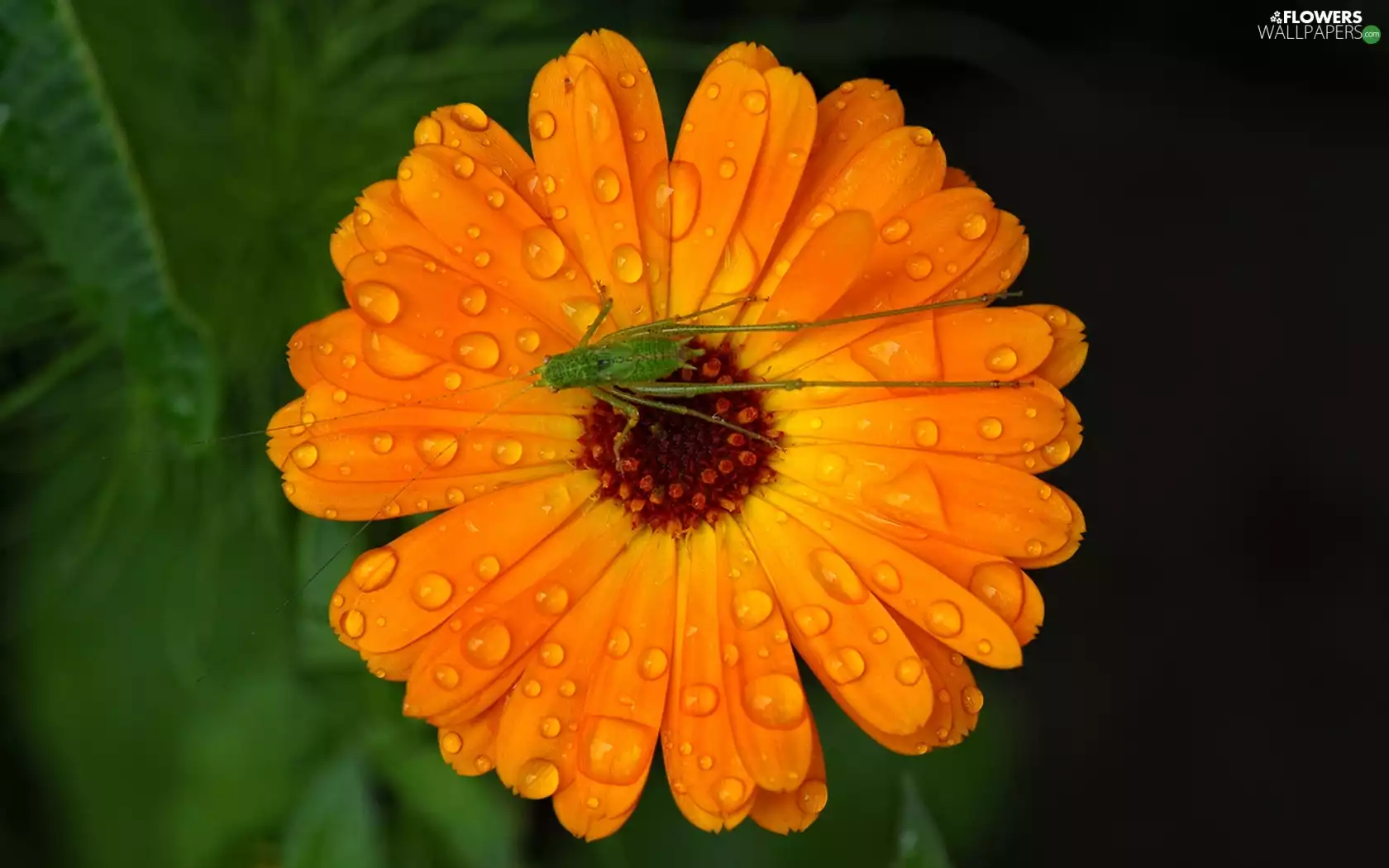field, Marigold, sea-horse