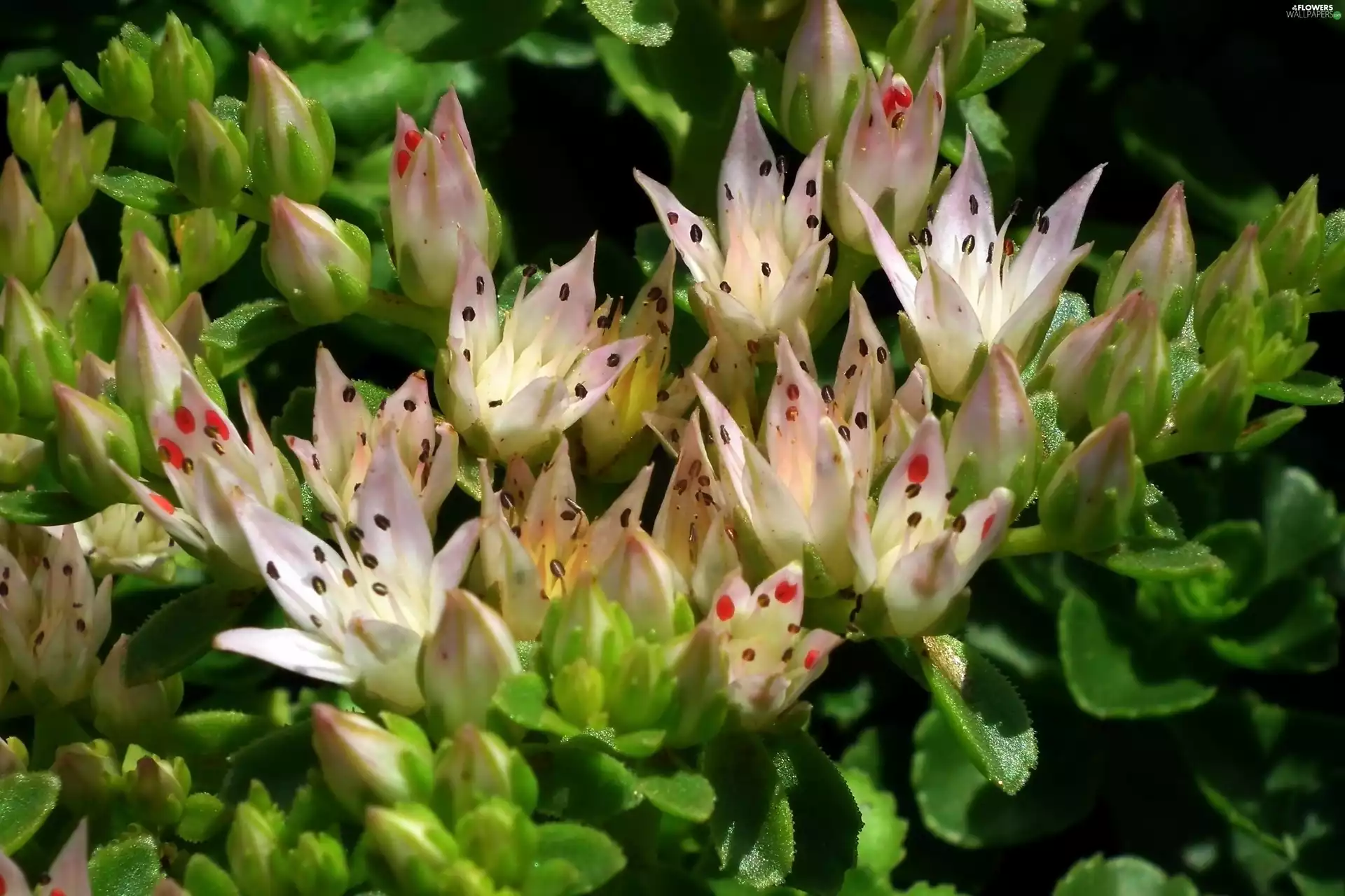 Sedum, nature, Flowers